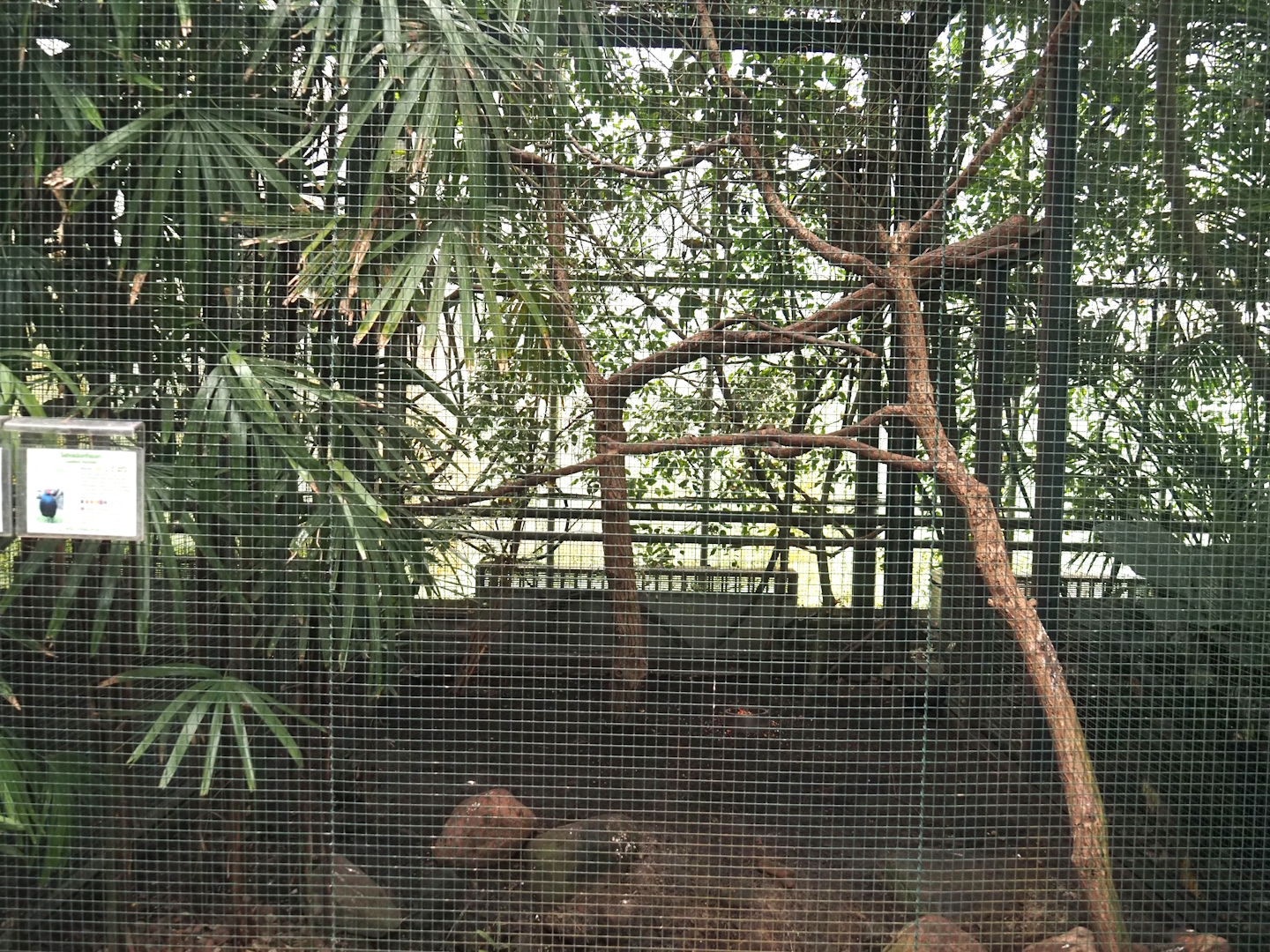 Southern sulawesi hornbill, Nicobar pigeon and Sulawesi myna aviary, 2024-05-22