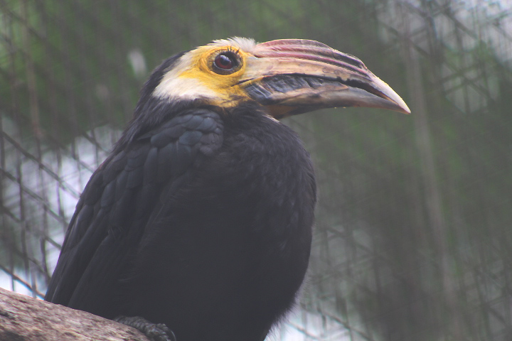 Southern Sulawesi hornbill (Rhabdotorrhinus exarhatus sanfordi) - Bird Park