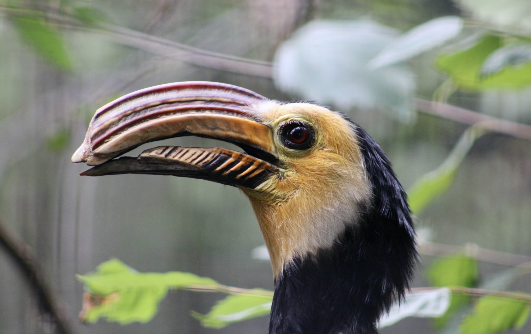 Southern Sulawesi Hornbill (Rhabdotorrhinus exarhatus sanfordi) male