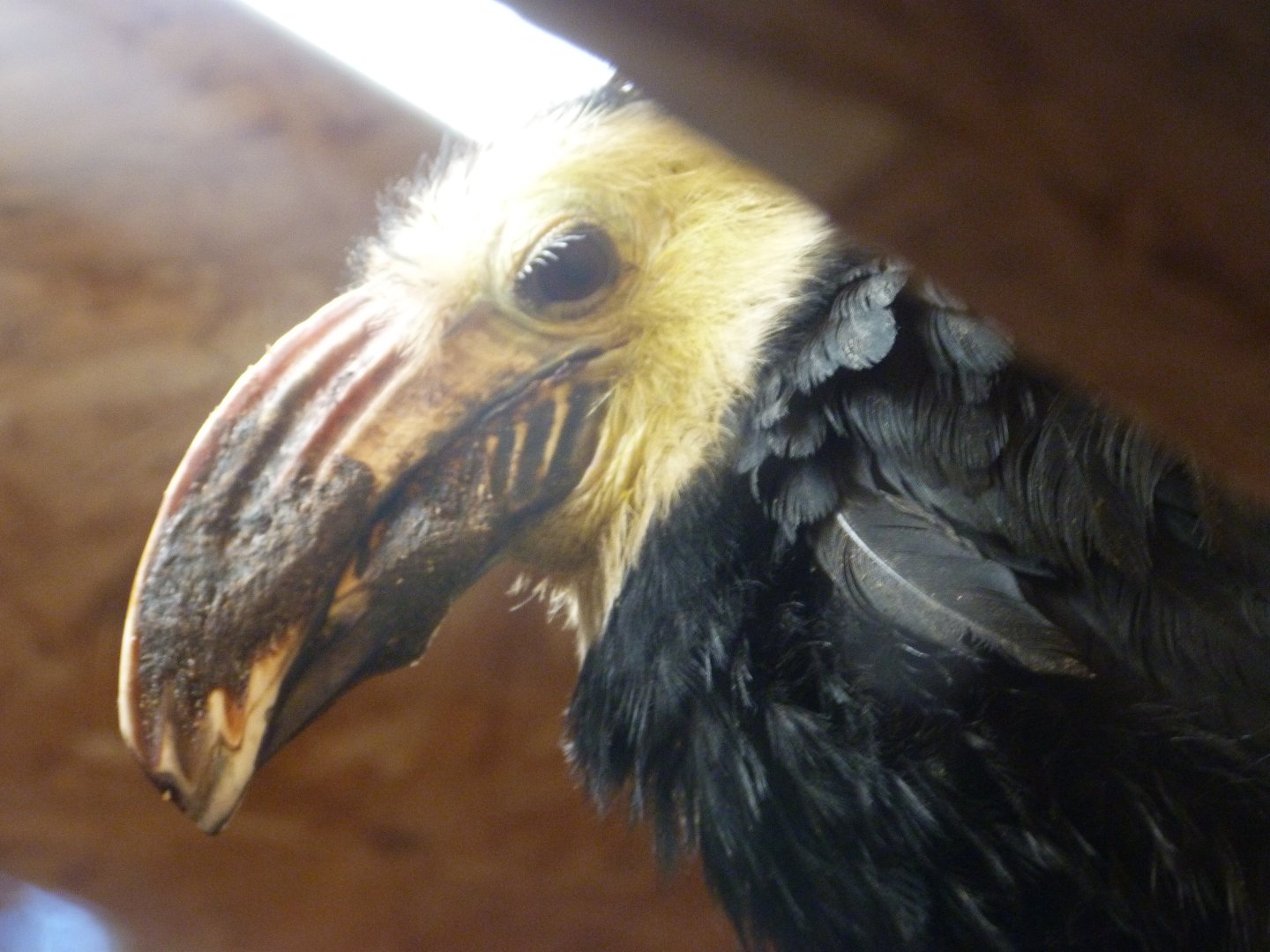 Southern Sulawesi hornbill -Zoo Plzeň (2025)