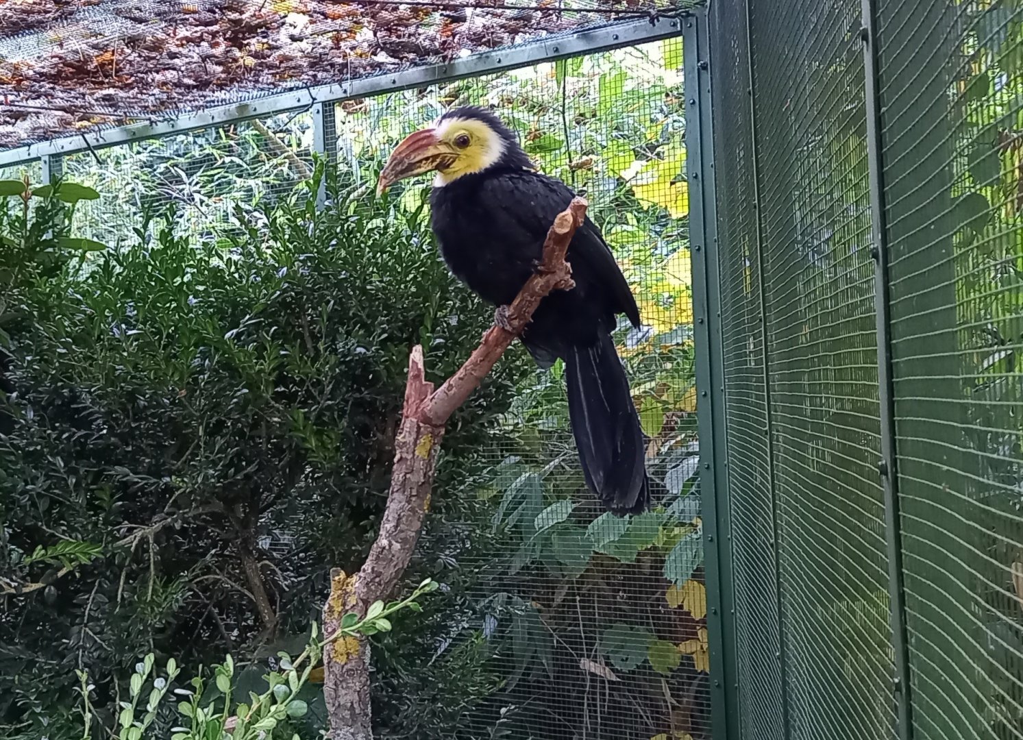 Southern Sulawesi hornbill