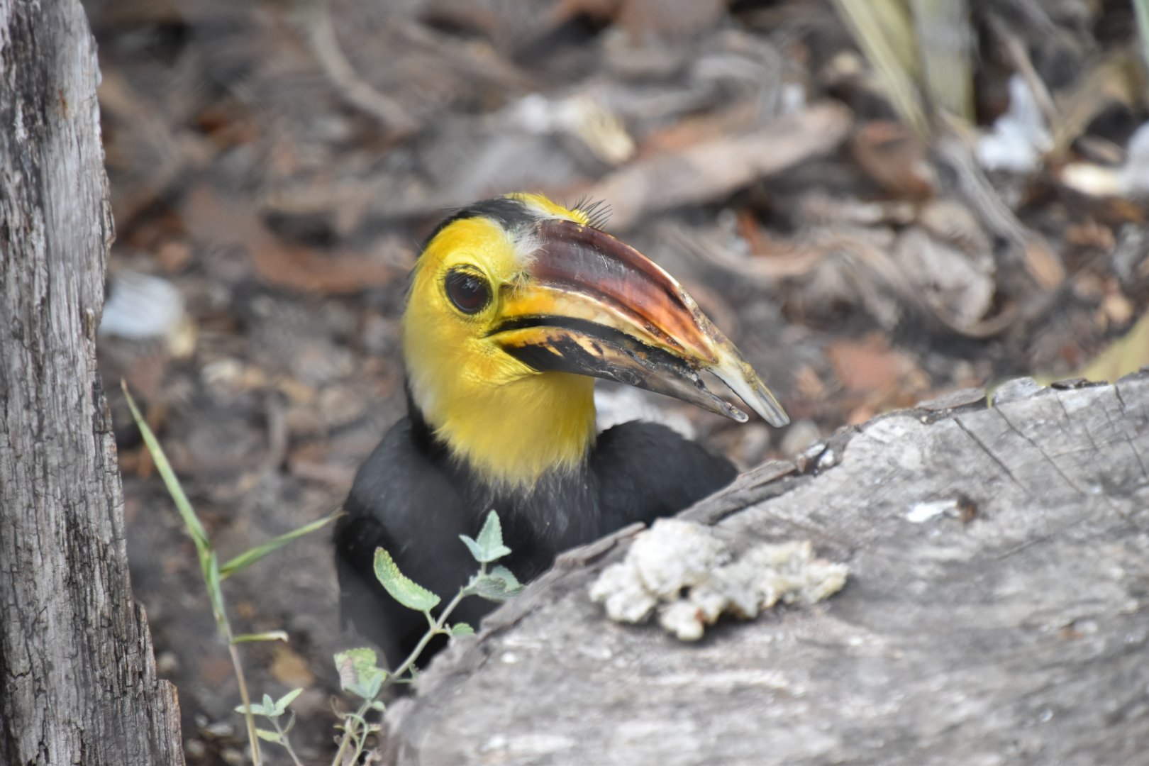 Southern Sulawesi hornbill