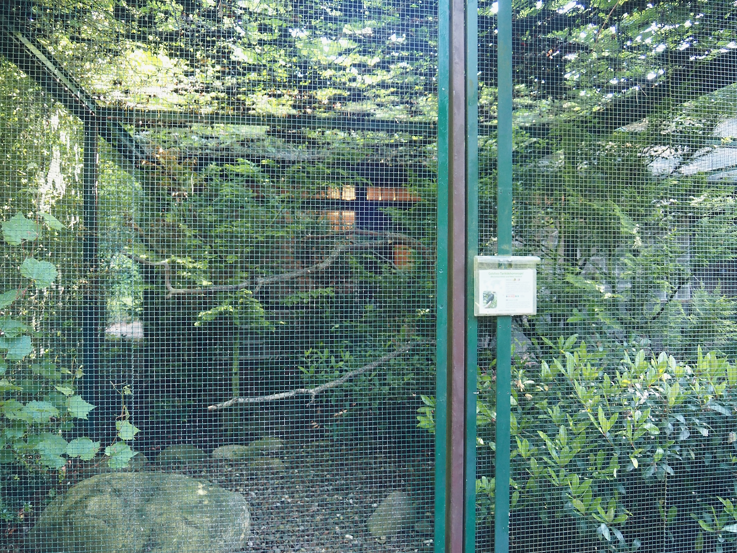 Southern Sulawesi tarictic hornbill aviary, 2024-05-23