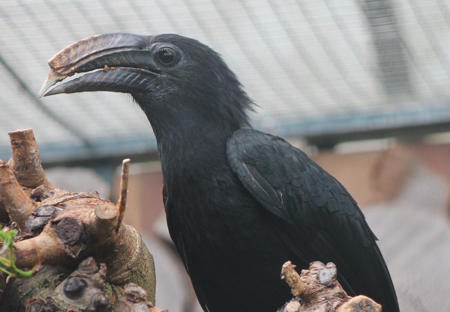 Southern Sulawesi tarictic hornbill - Female
