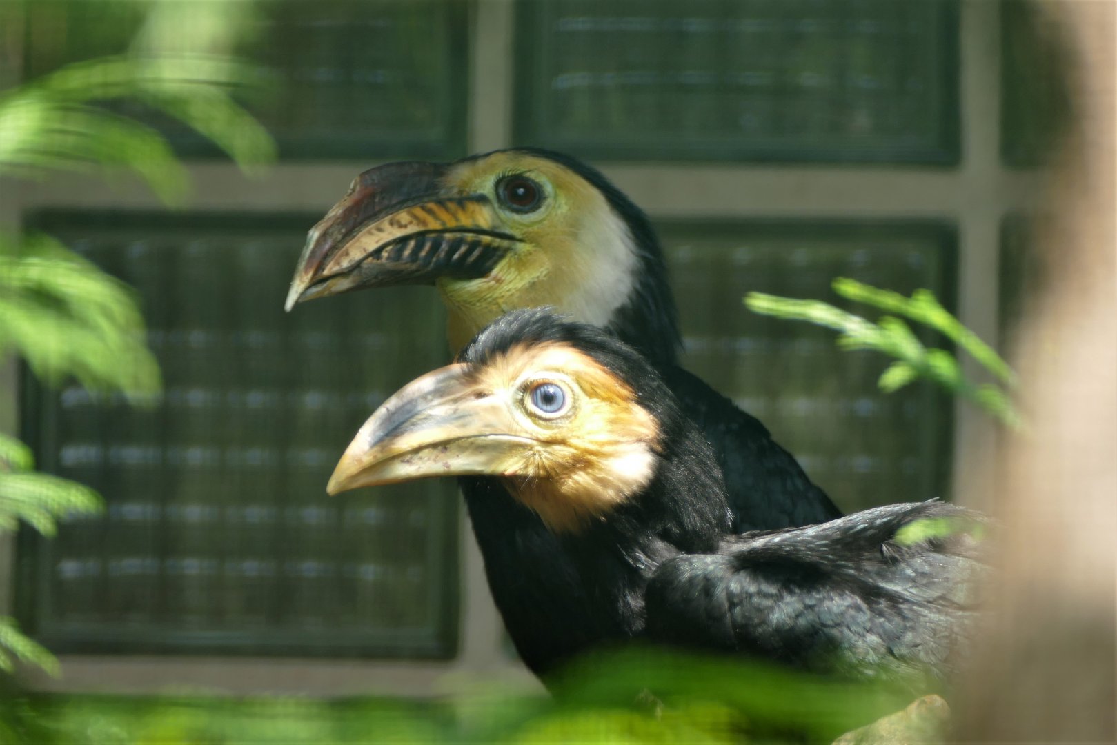 Southern sulawesi tarictic hornbill male and youngster