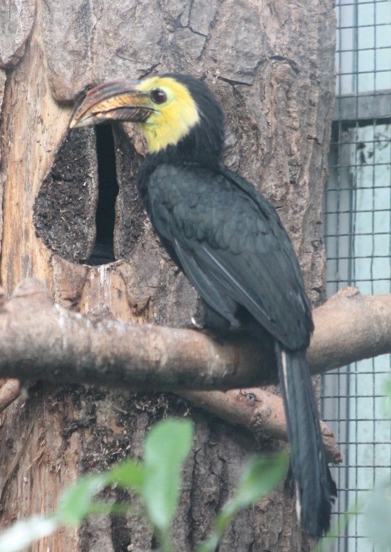 Southern Sulawesi tarictic hornbill male at the nest