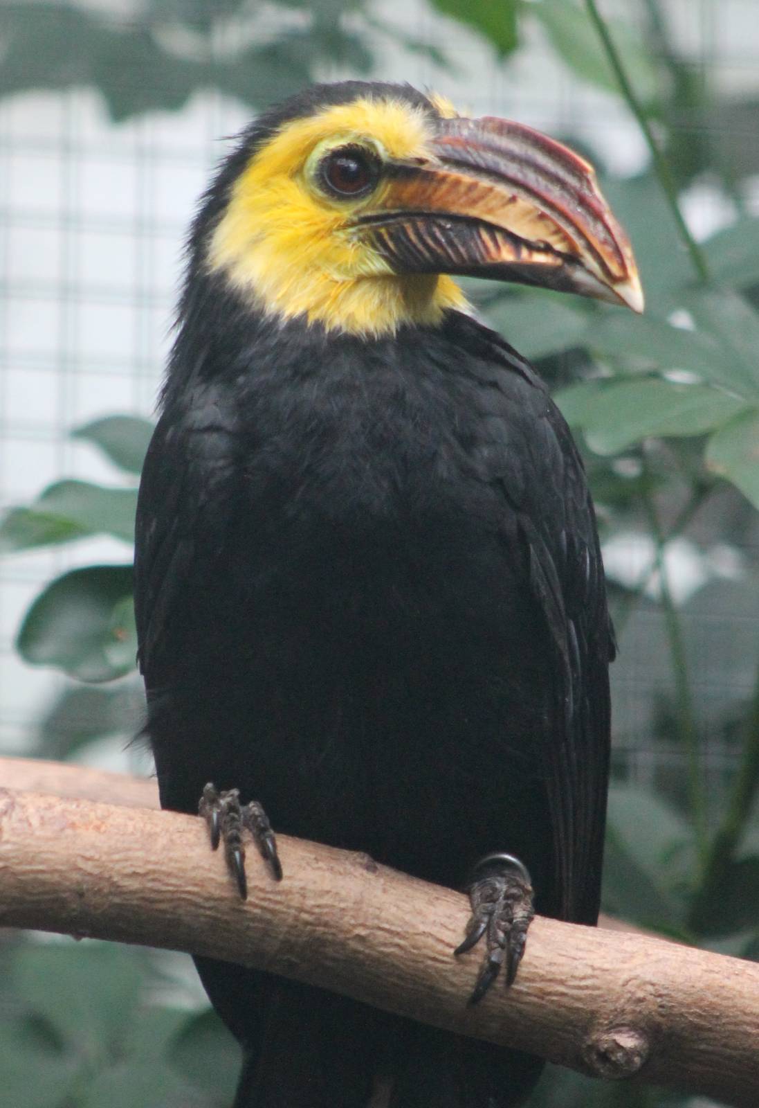 Southern Sulawesi tarictic hornbill male