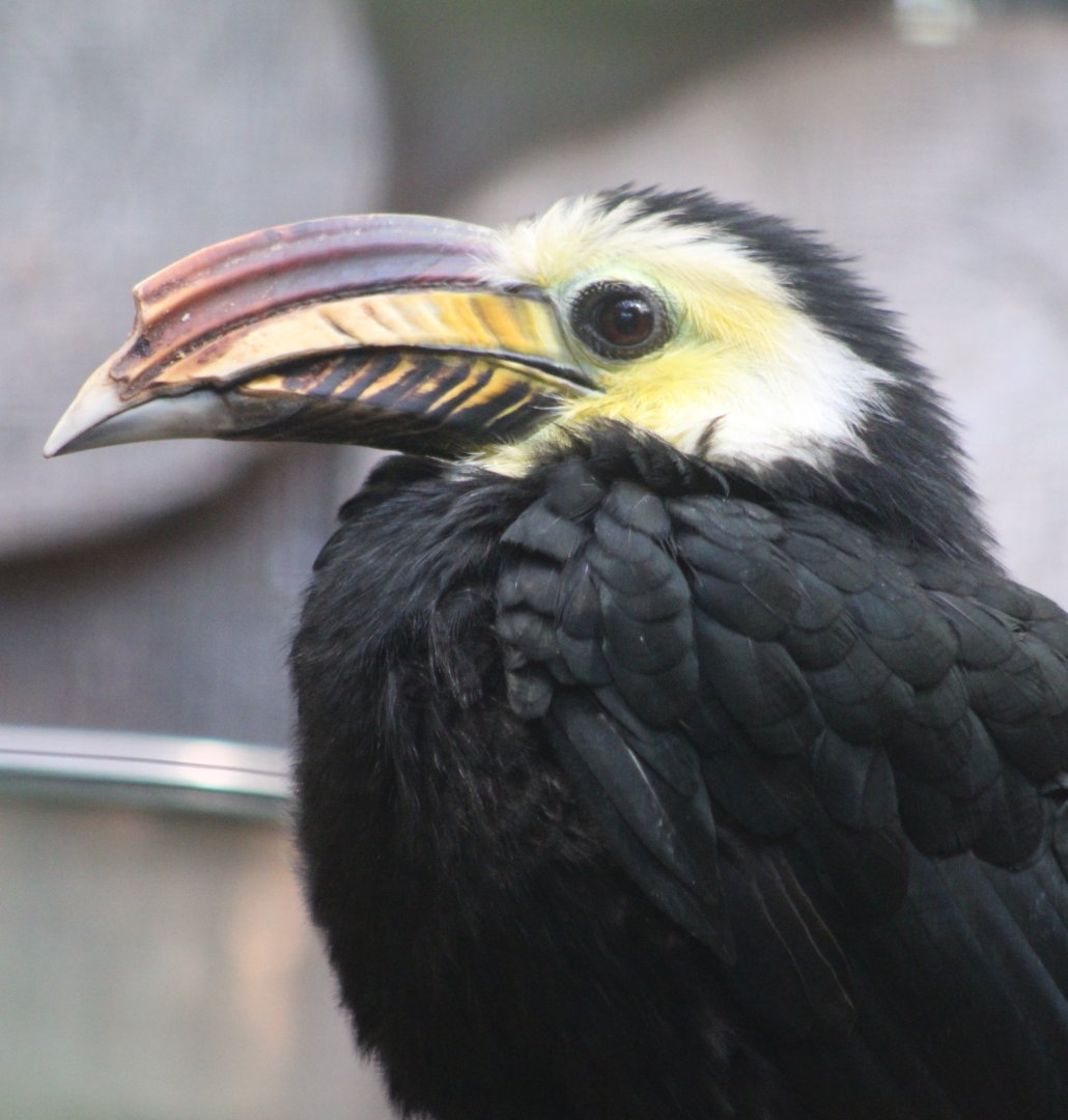 Southern Sulawesi tarictic hornbill - male