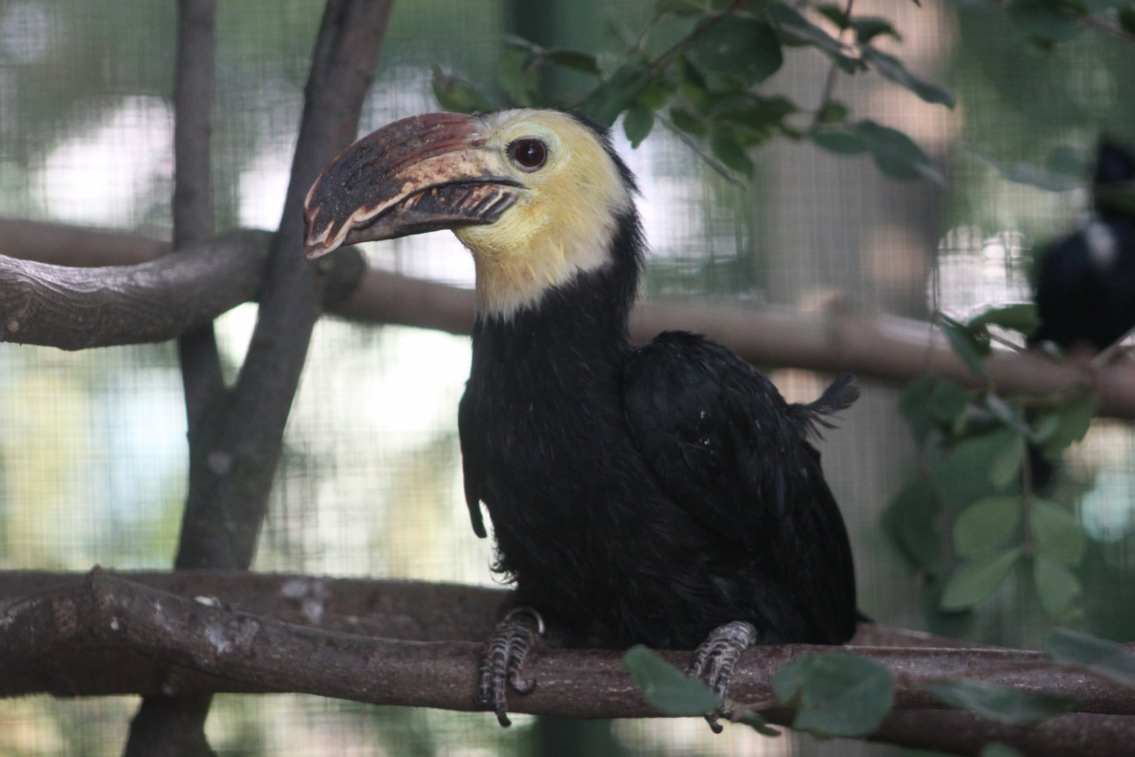 Southern sulawesi tarictic hornbill (Rhabdotorrhinus exarhatus sanfordi) - male