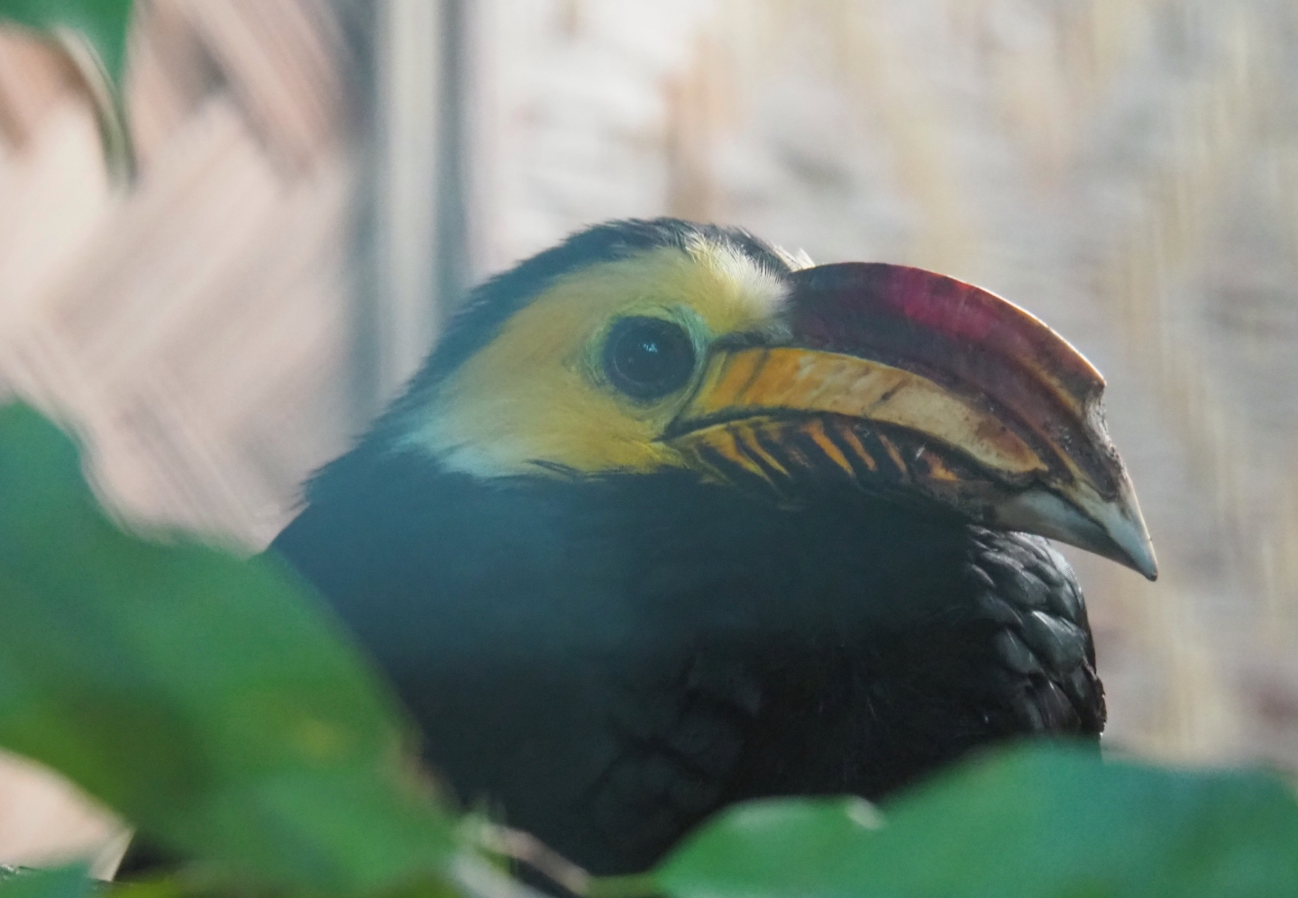 Southern Sulawesi tarictic hornbill (Rhabdotorrhinus exarhatus sanfordi), Sep 2nd, 2018