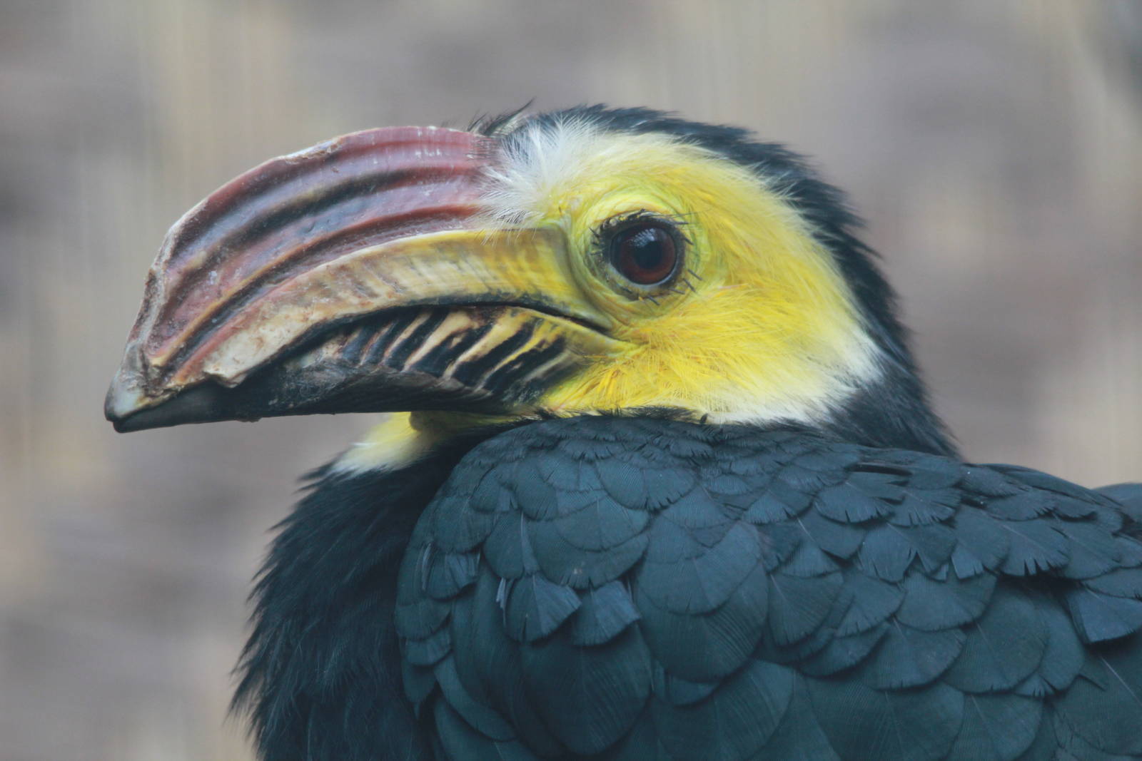 Southern sulawesi tarictic hornbill