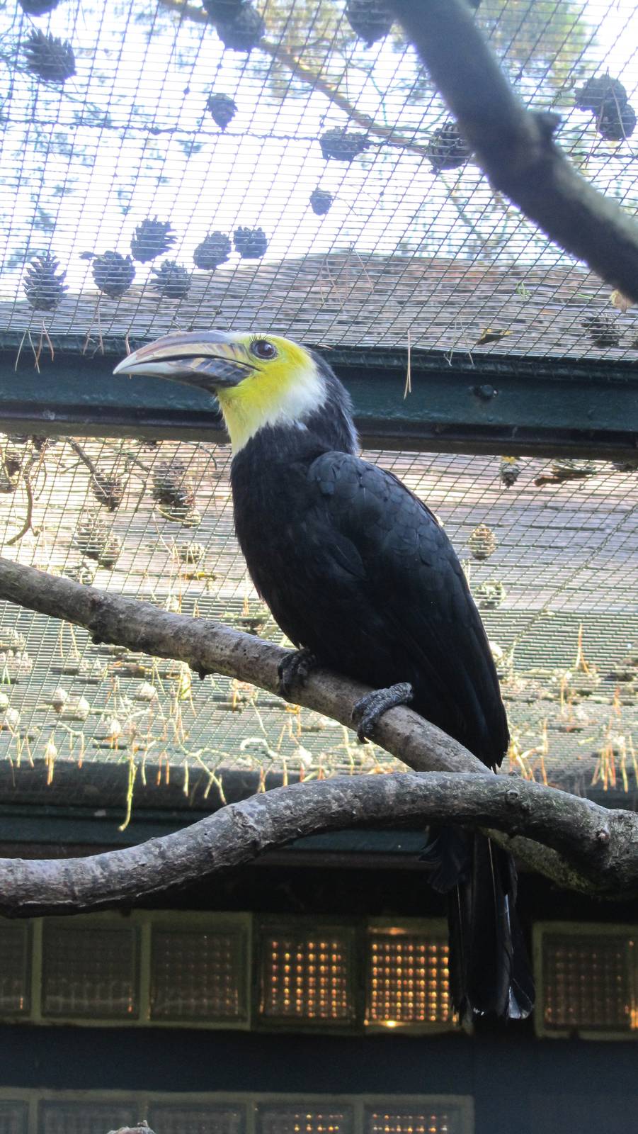 Southern sulawesi tarictic hornbill
