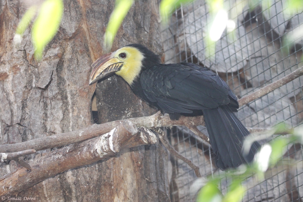 Southern Sulawesi Tarictic Hornbills (Penelopides exarhatus sanfordi)