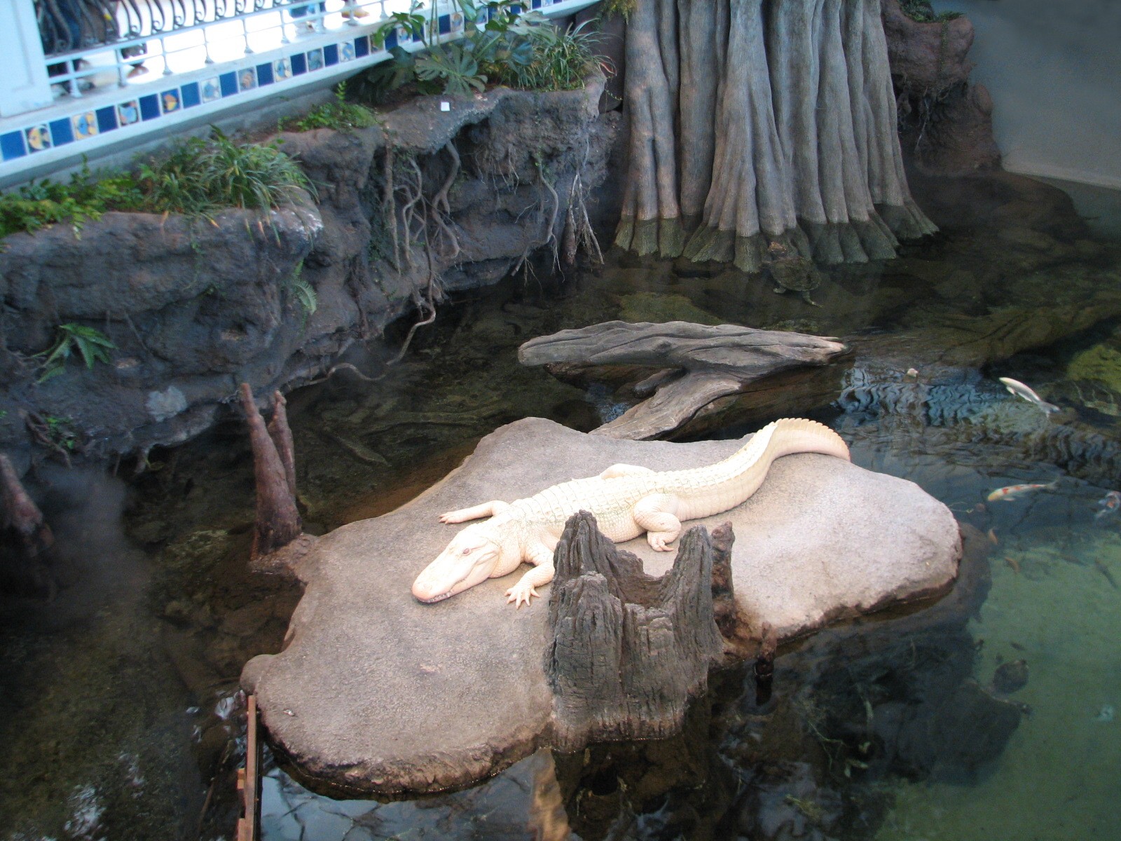 Southern Swamp - Albino American Alligator, Alligator Snapping Turtle, Larg