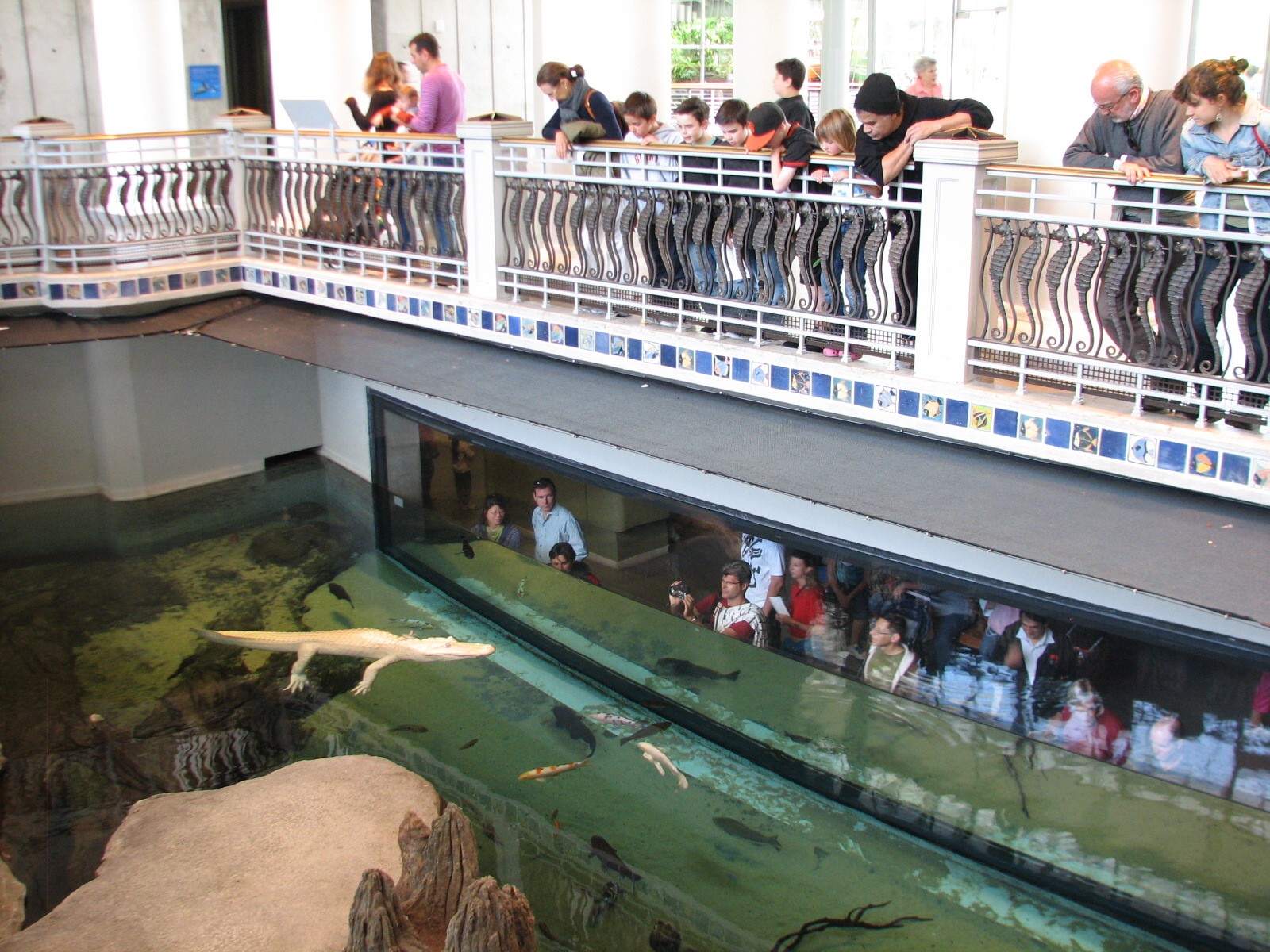 Southern Swamp - Albino American Alligator, Alligator Snapping Turtle, Larg