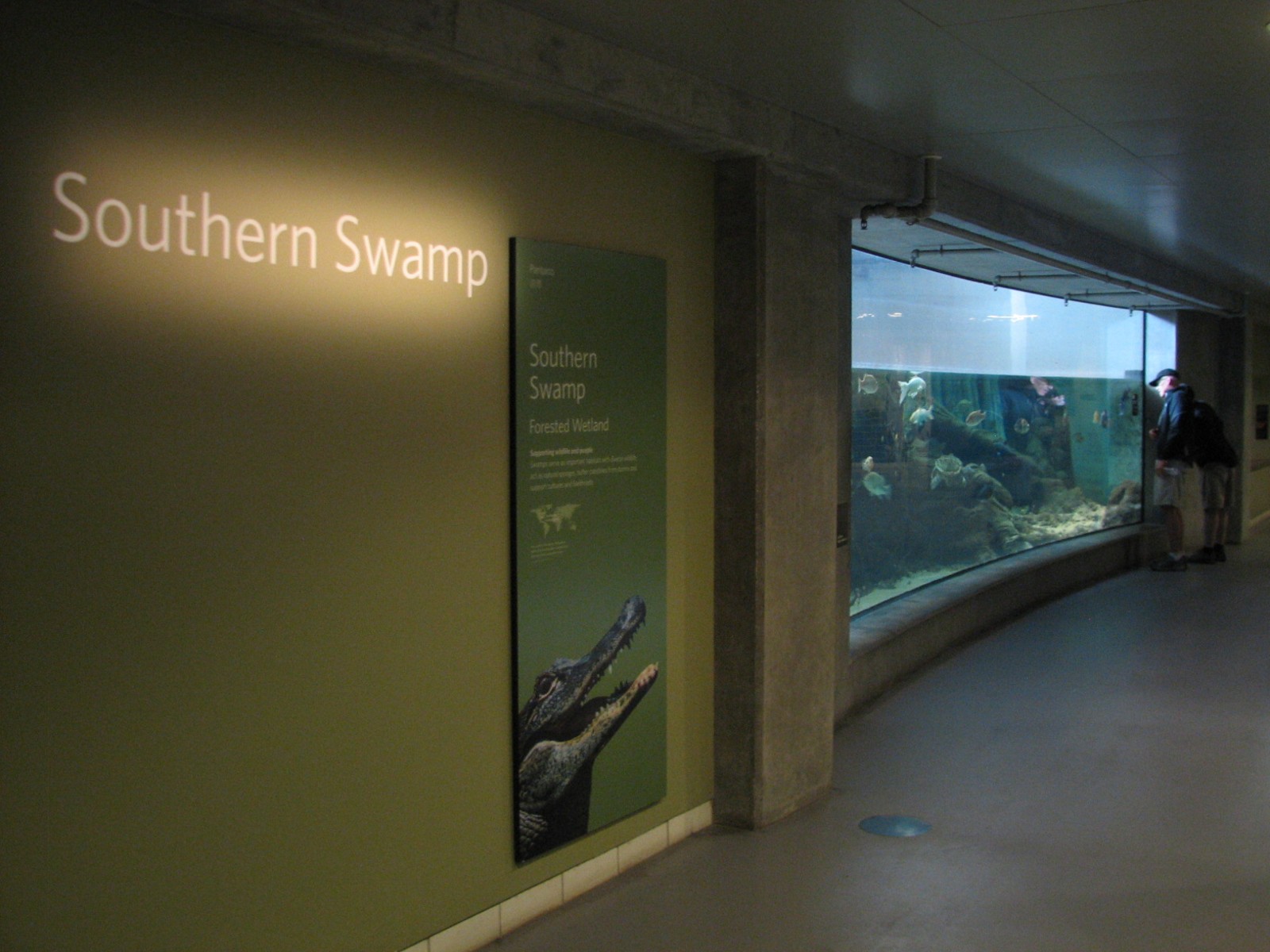 Southern Swamp - Albino American Alligator, Alligator Snapping Turtle, Larg