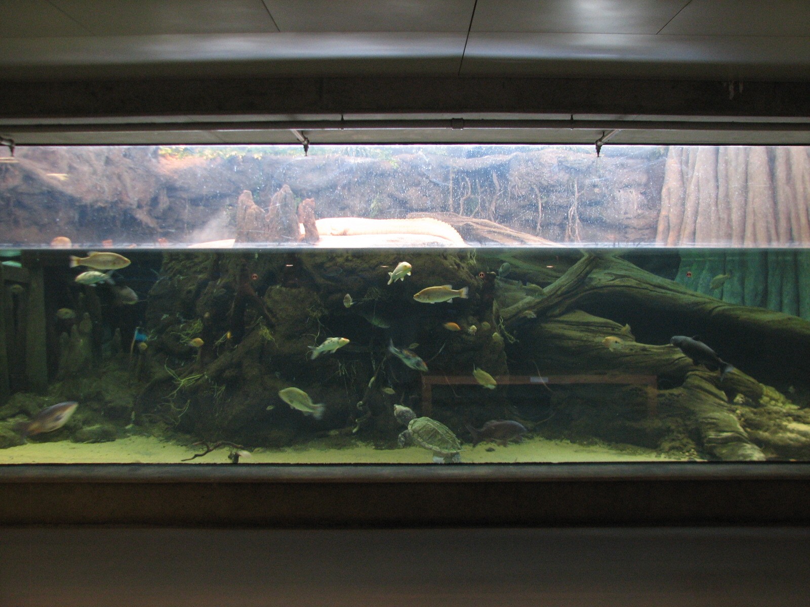 Southern Swamp - Albino American Alligator, Alligator Snapping Turtle, Larg