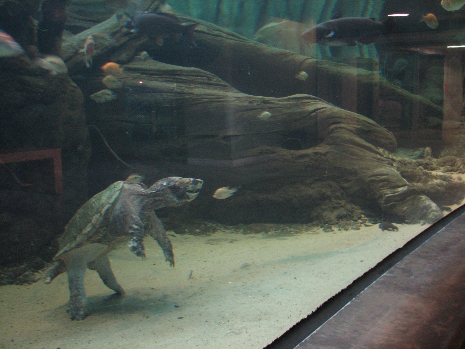 Southern Swamp - Albino American Alligator, Alligator Snapping Turtle, Larg