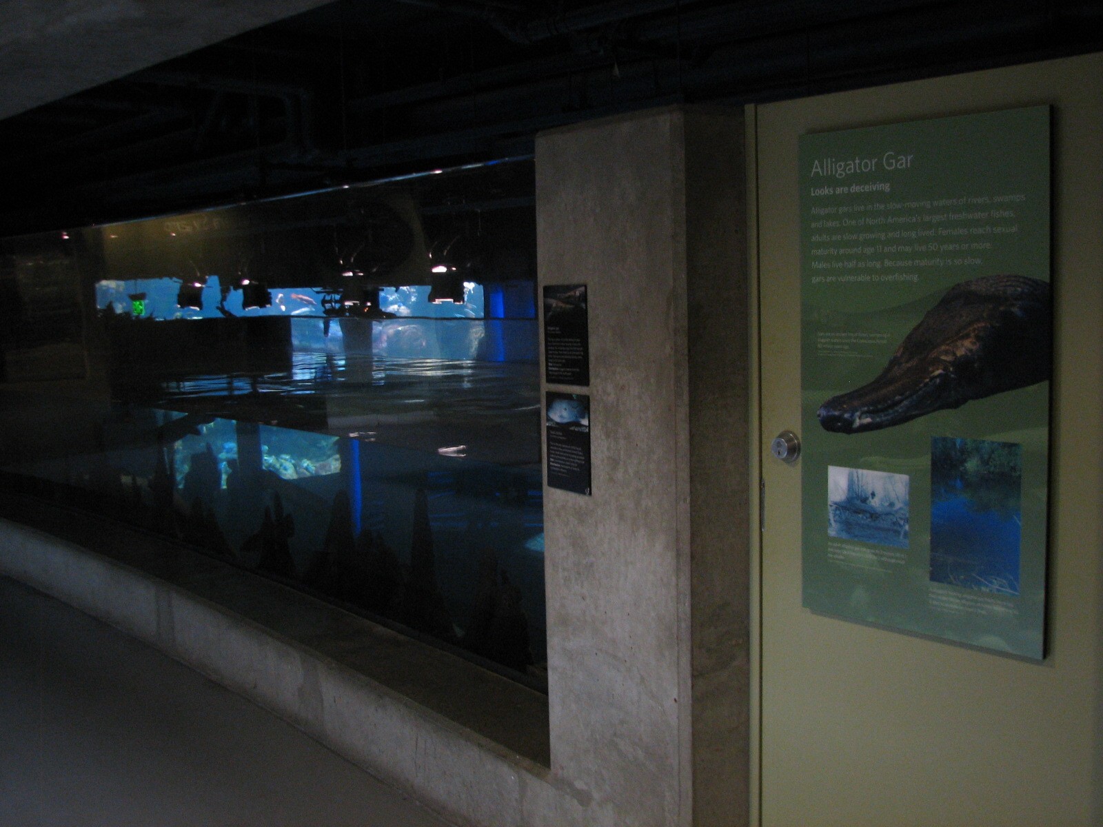 Southern Swamp - Alligator Gar and Texas Cichlid Exhibit
