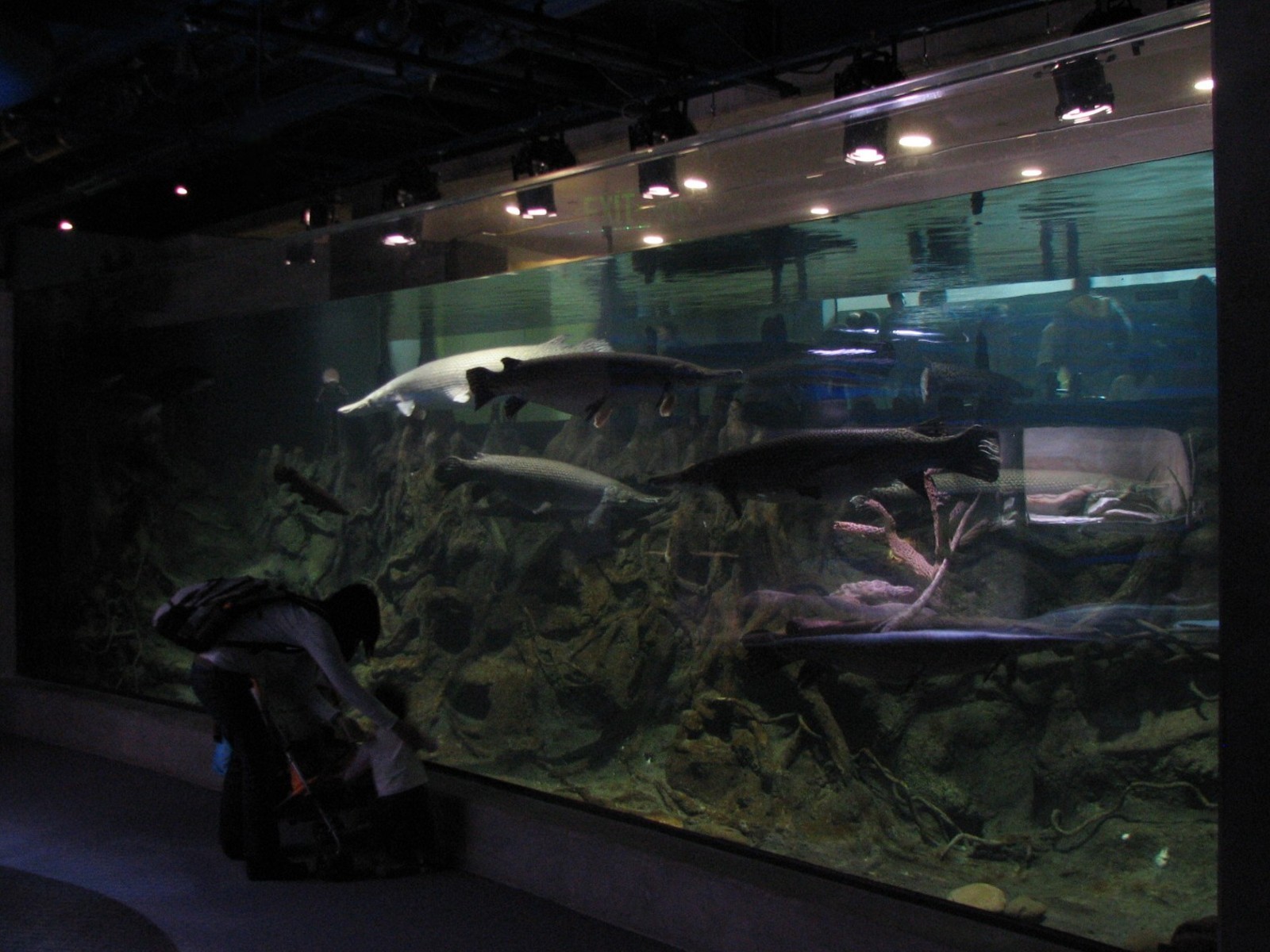 Southern Swamp - Alligator Gar and Texas Cichlid Exhibit