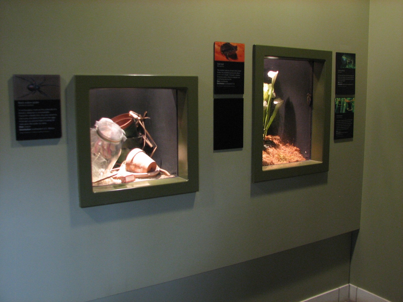 Southern Swamp - Black Widow Exhibit and Oak Toad, Green Treefrog, and Pitc