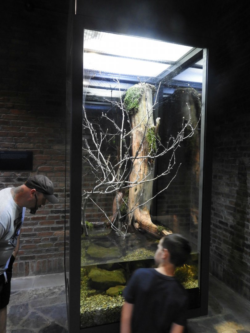 Southern Swamp exhibit - Arthropods - Promedica Museum of Natural History - Toledo Zoo and Aquarium