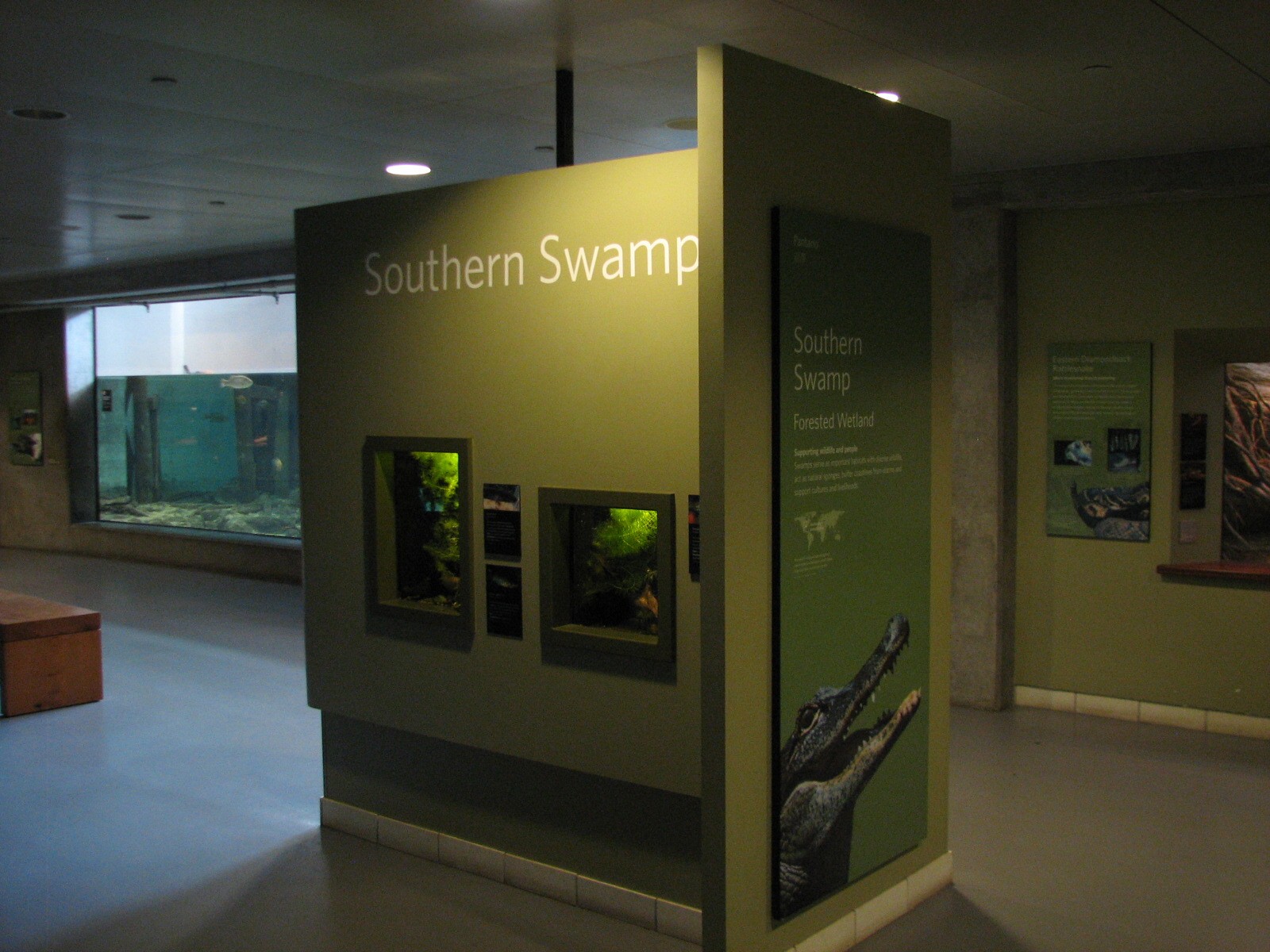 Southern Swamp - Lesser Siren and Golden Topminnow Exhibit and Everglades P