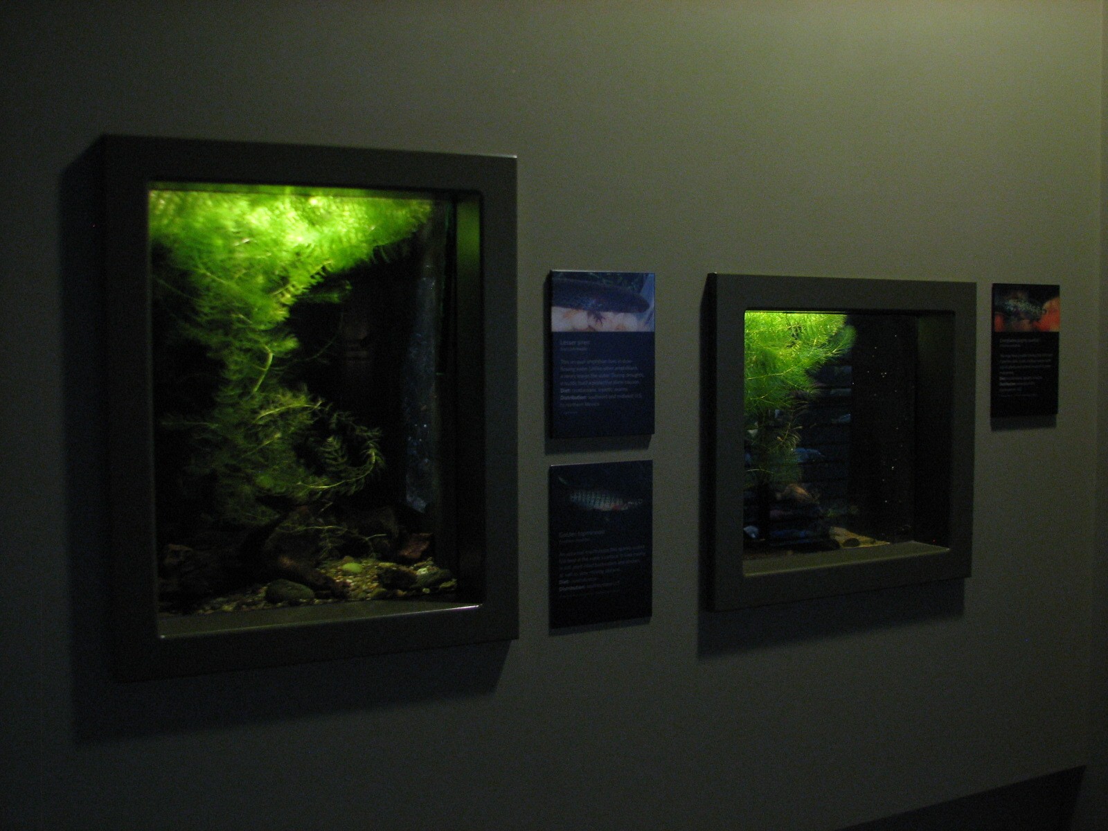 Southern Swamp - Lesser Siren and Golden Topminnow Exhibit and Everglades P