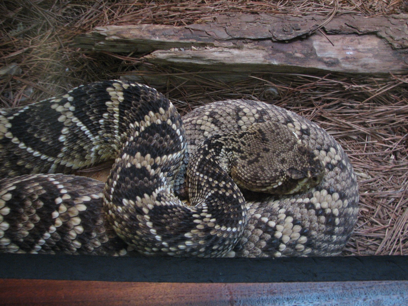 Southern Swamp - Snake Exhibit - Eastern Diamondback Rattlesnake