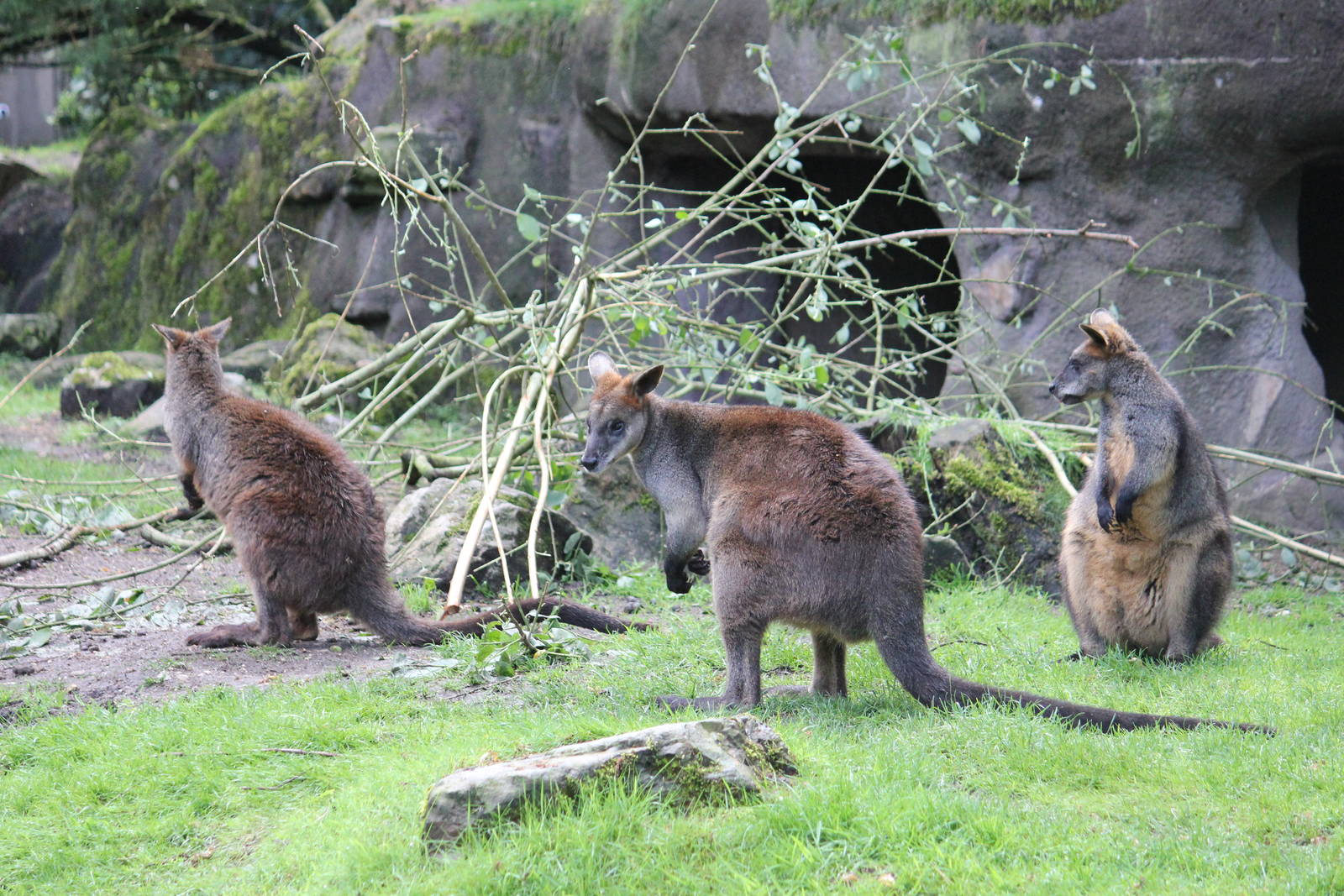 Southern swamp wallaby
