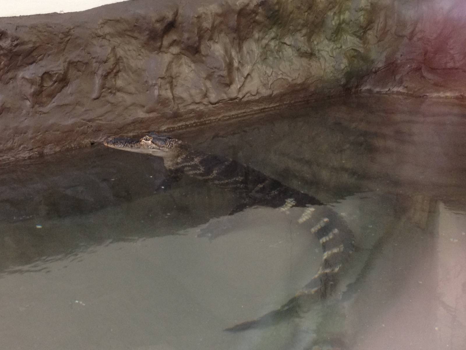 Southern Swamps- American Alligator