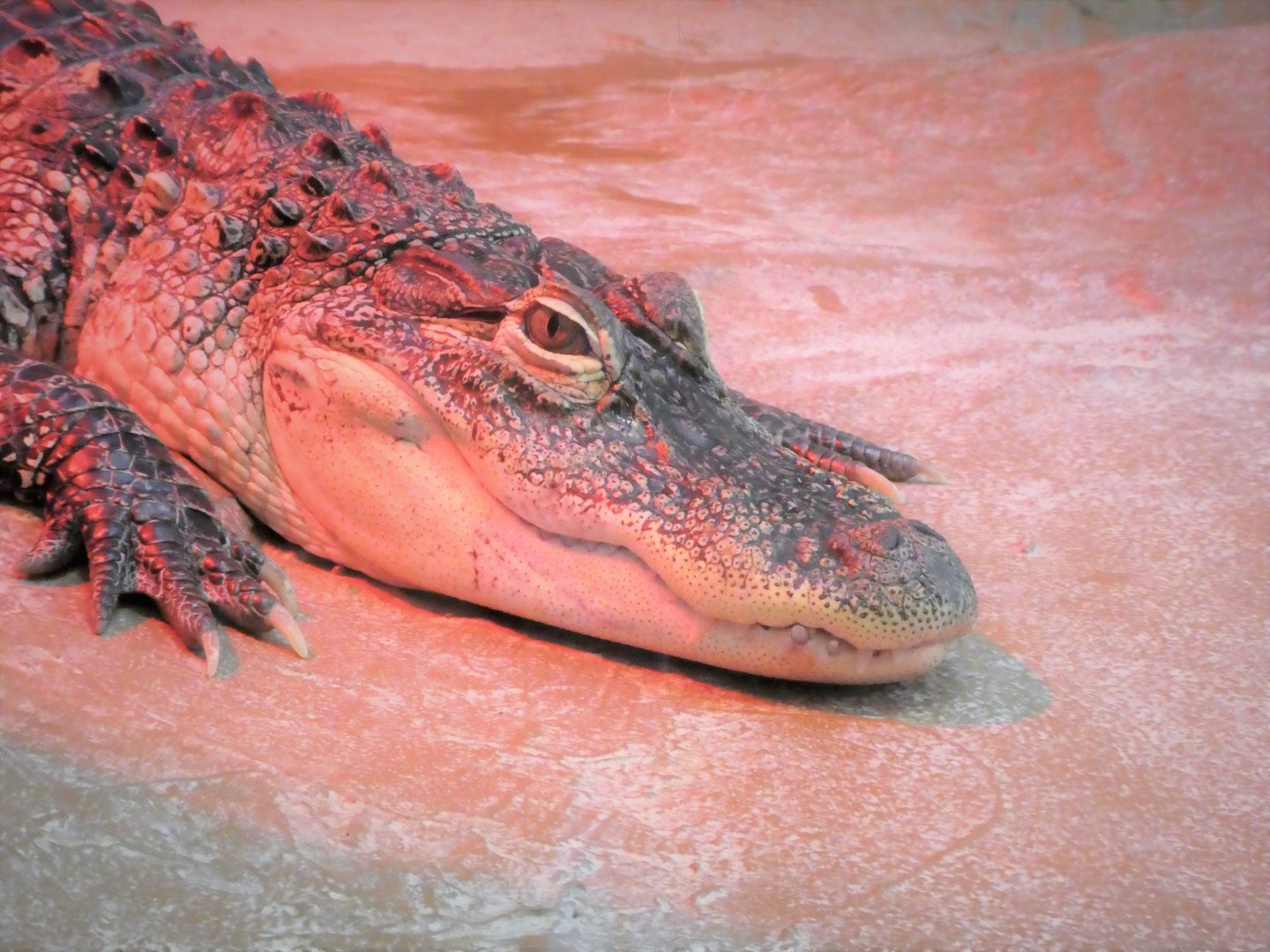 Southern Swamps - American Alligator