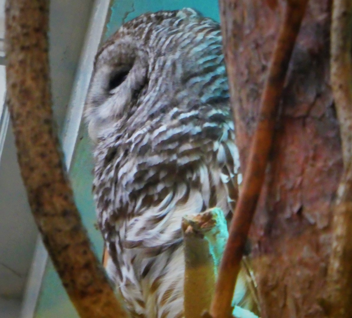 Southern Swamps - Barred Owl