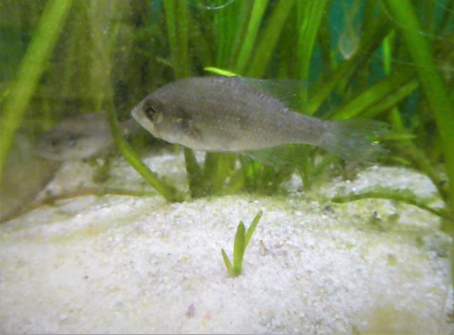 Southern Swamps - Bluespotted Sunfish