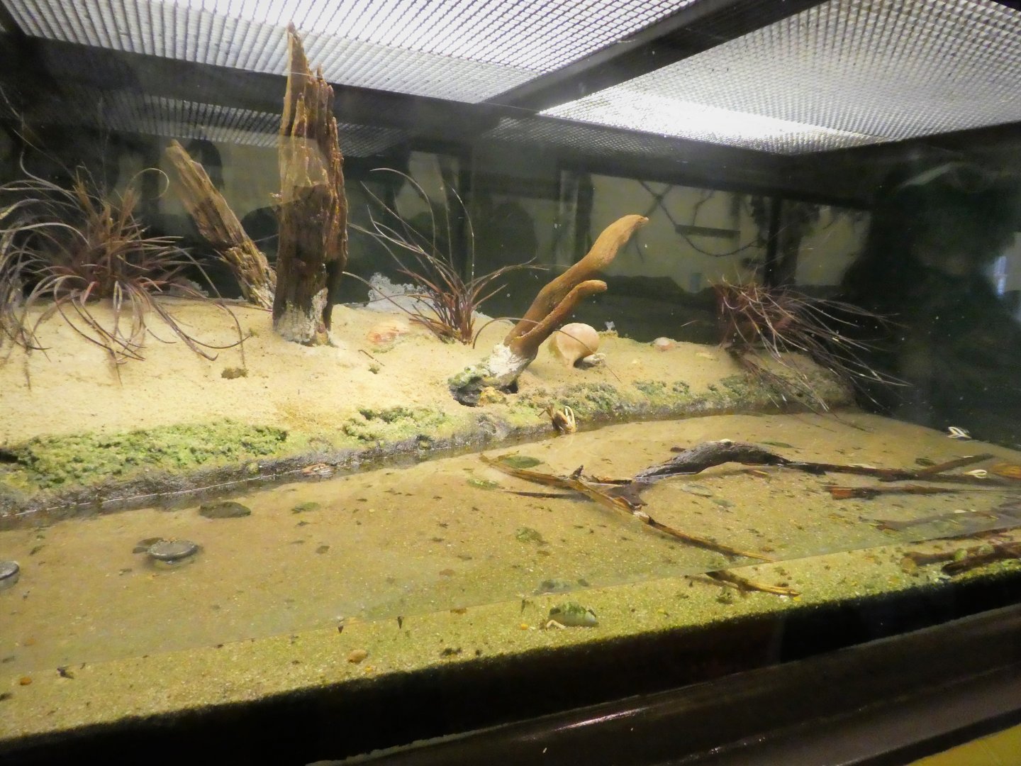 Southern Swamps - Coastal Estuary