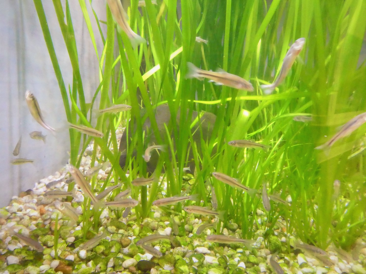 Southern Swamps - Fathead Minnows?