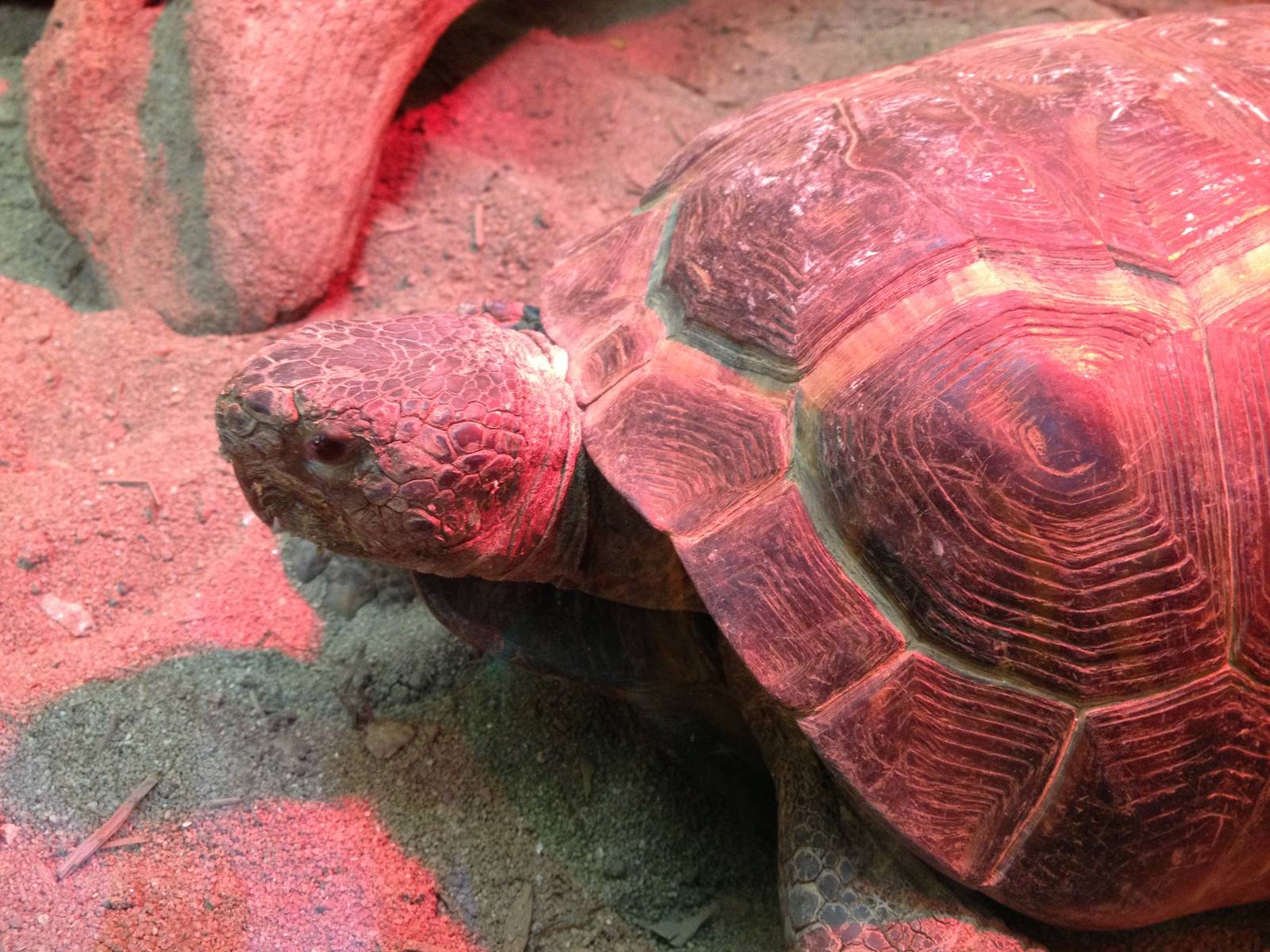 Southern Swamps- Gopher Tortoise