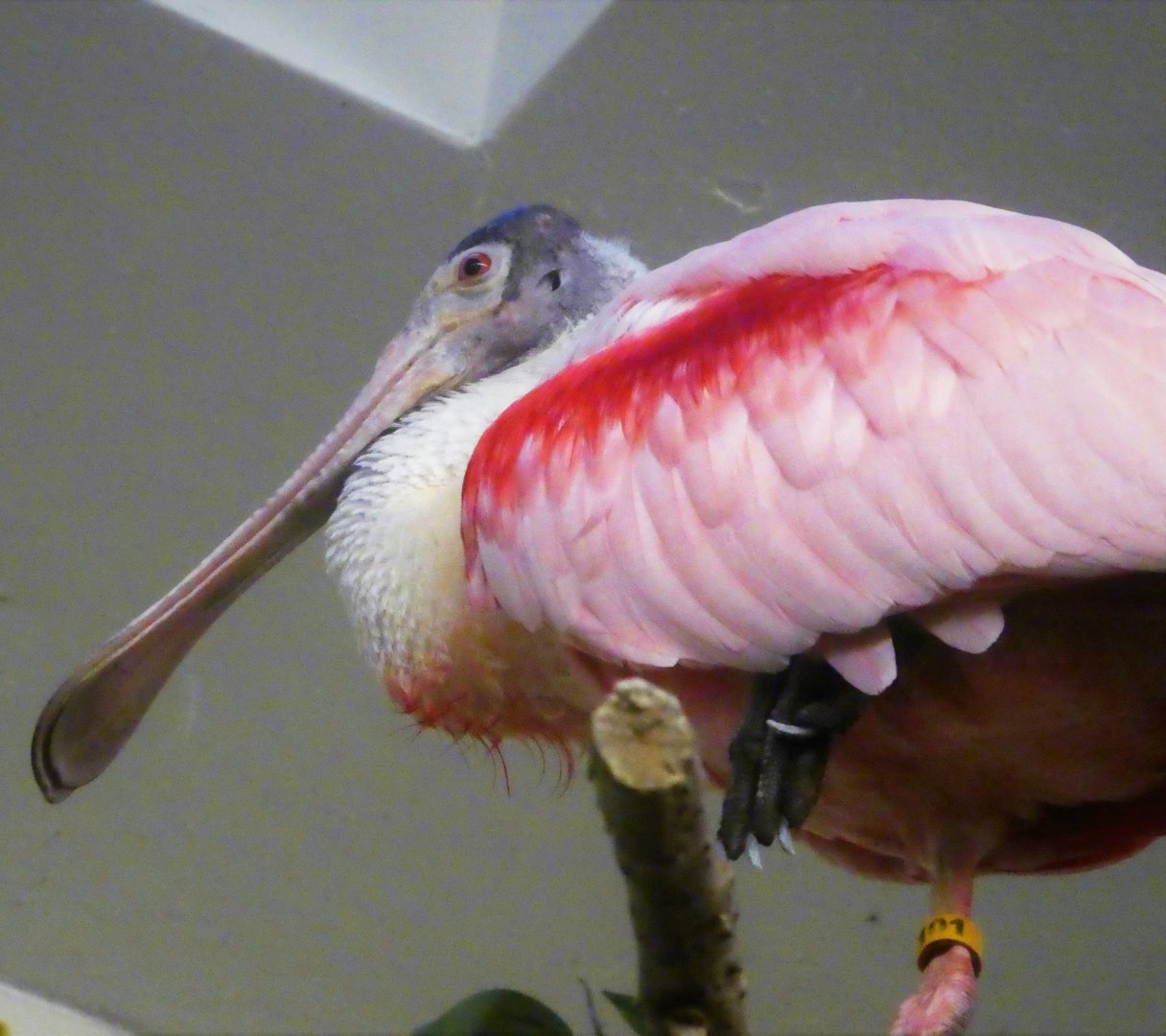 Southern Swamps - Roseate Spoonbill