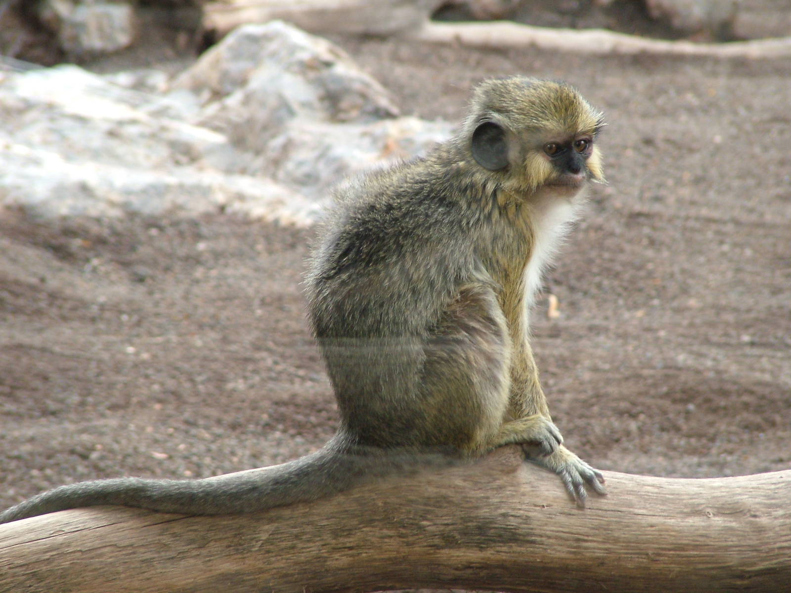 Southern Talapoin at Bioparc Valencia, 28/05/11