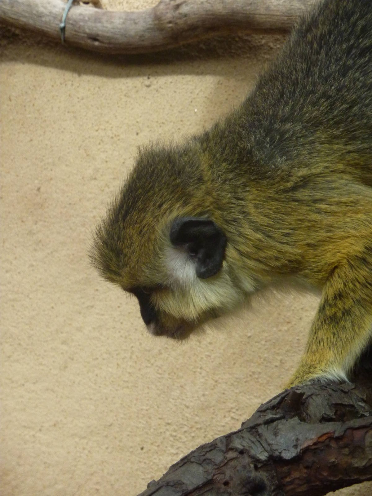 Southern talapoin, December 2010