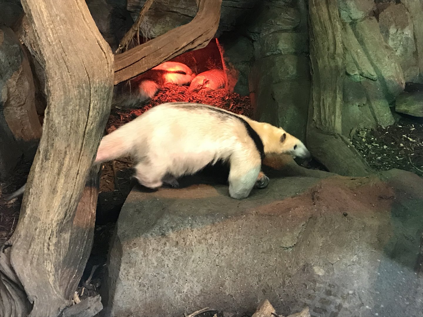 Southern tamandua 071019