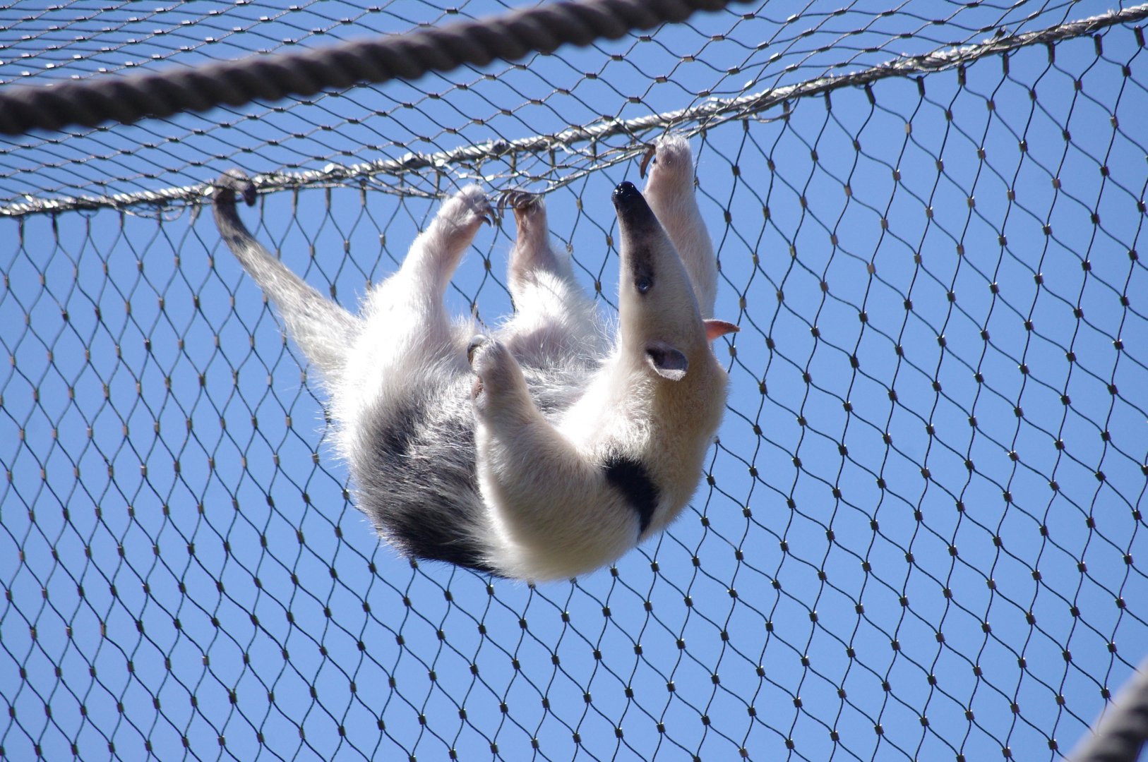 Southern tamandua- 10/4/2025