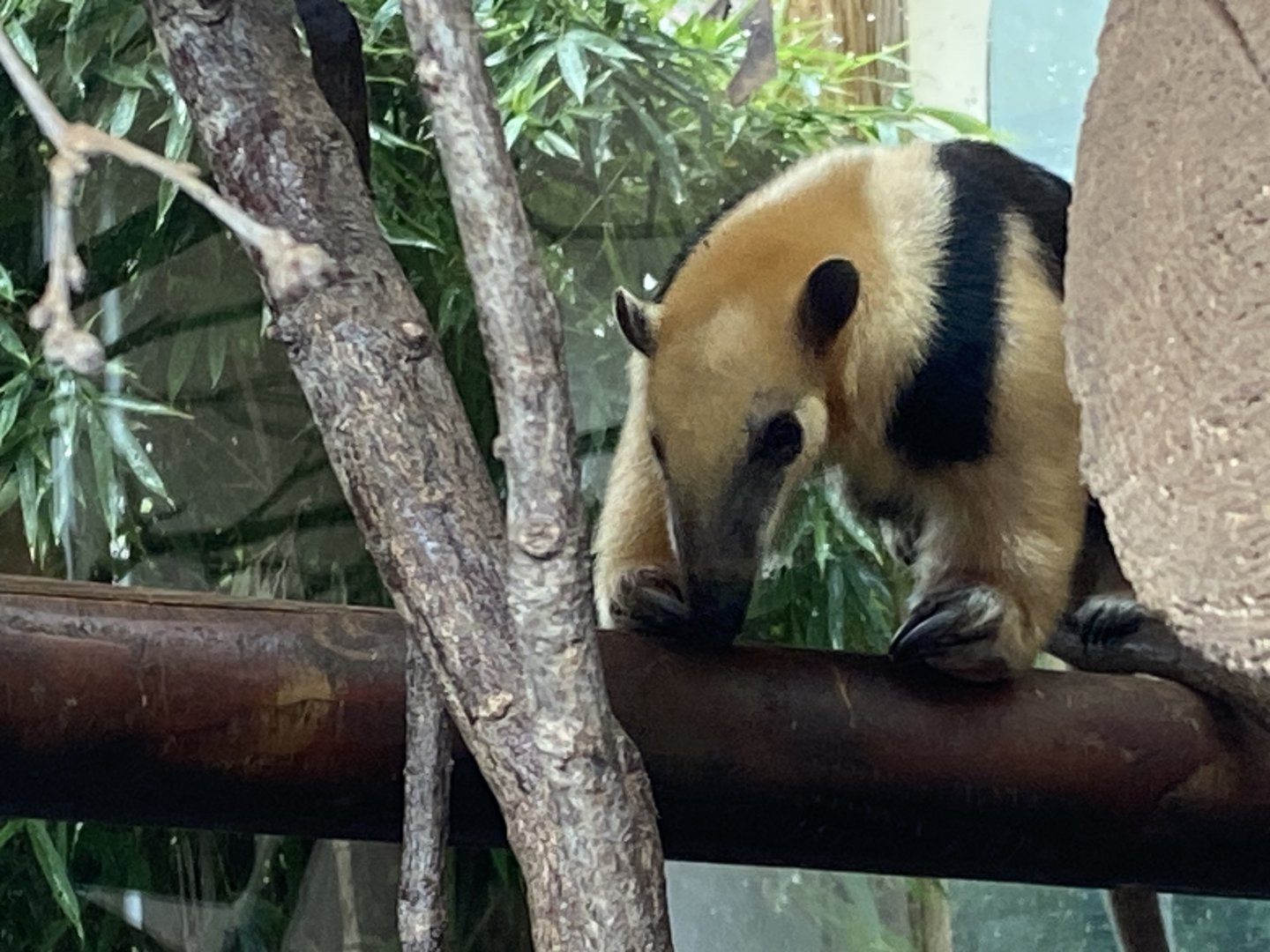 Southern tamandua 110925