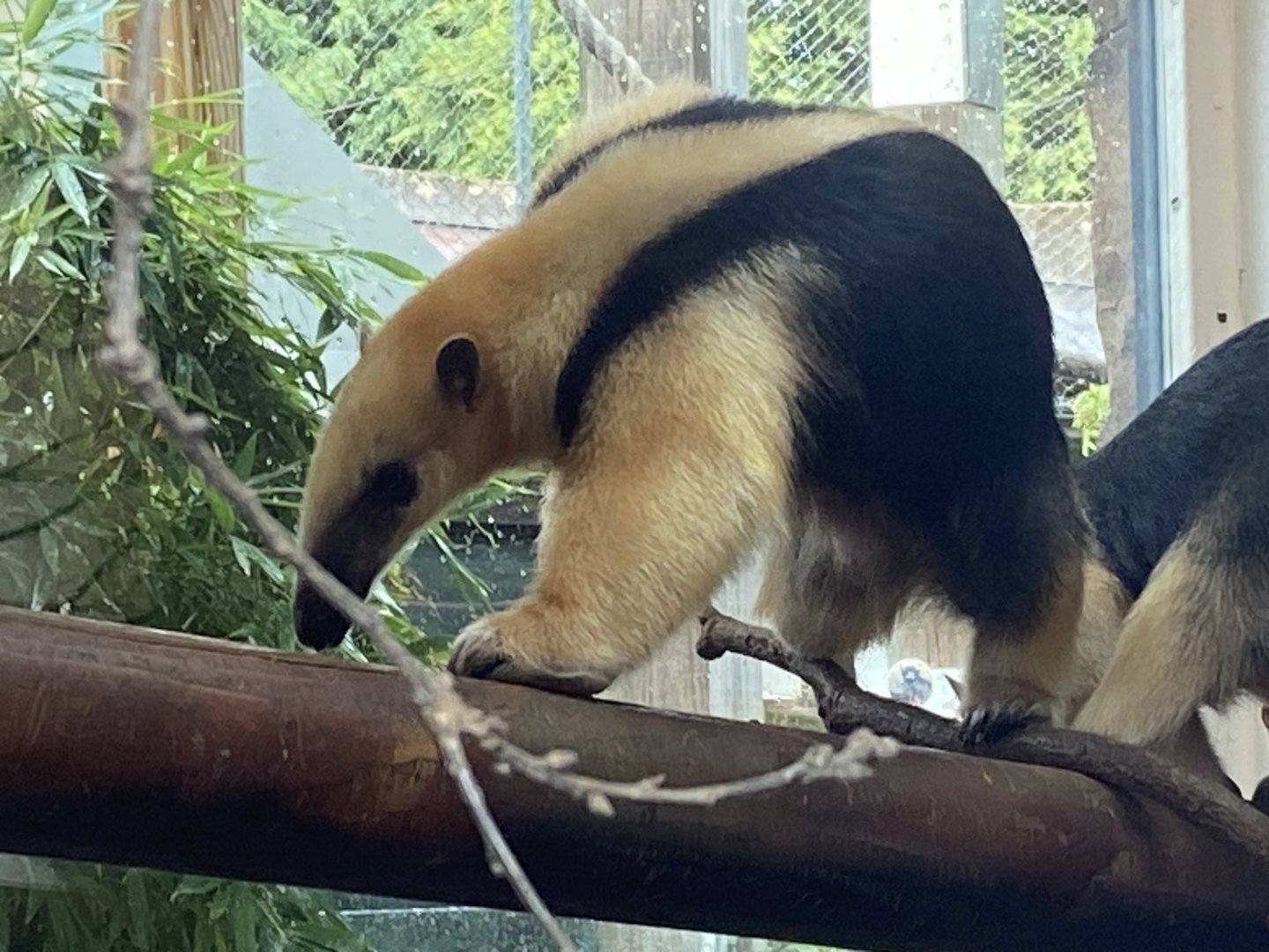 Southern tamandua 110925