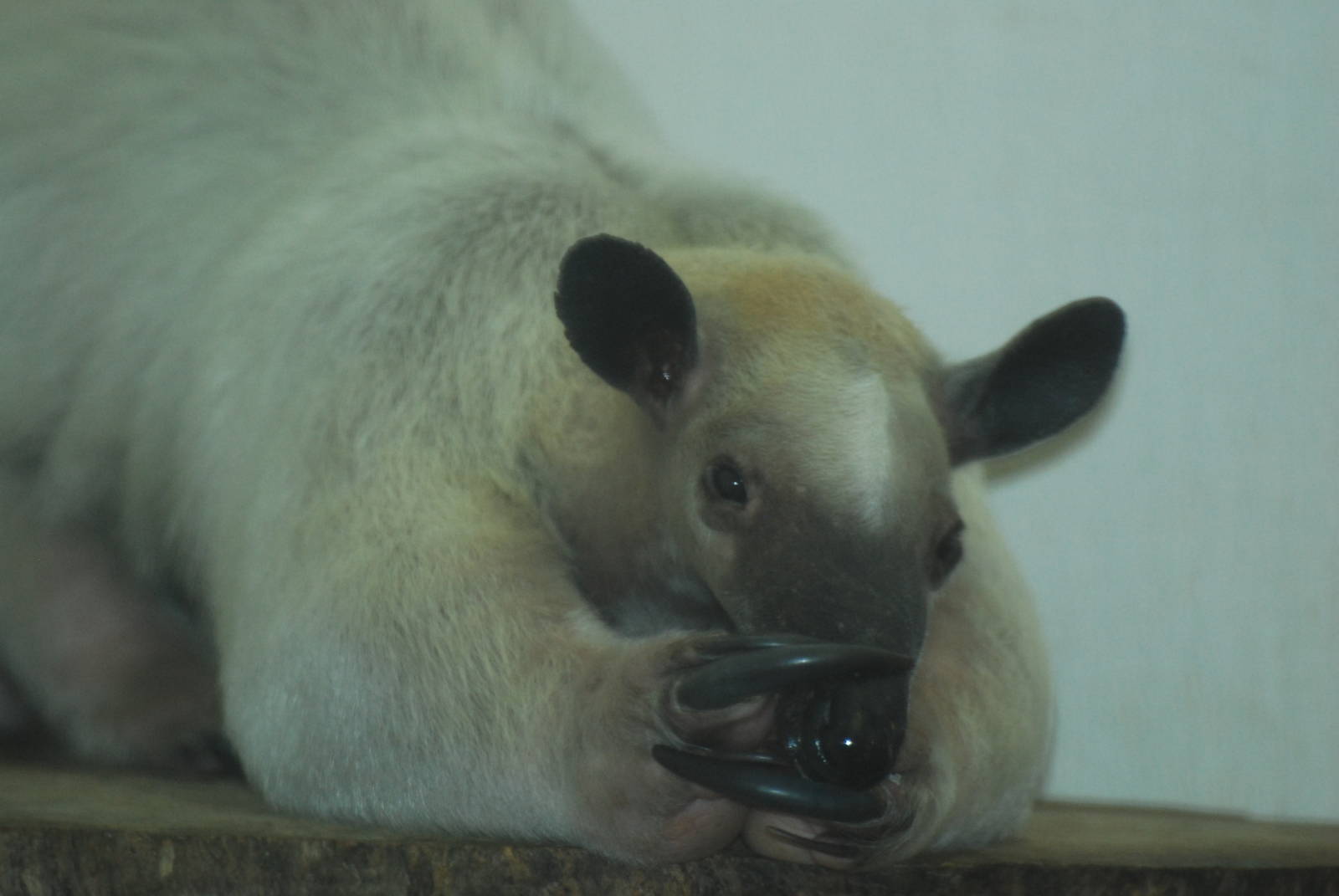 Southern tamandua, 18/12/2012