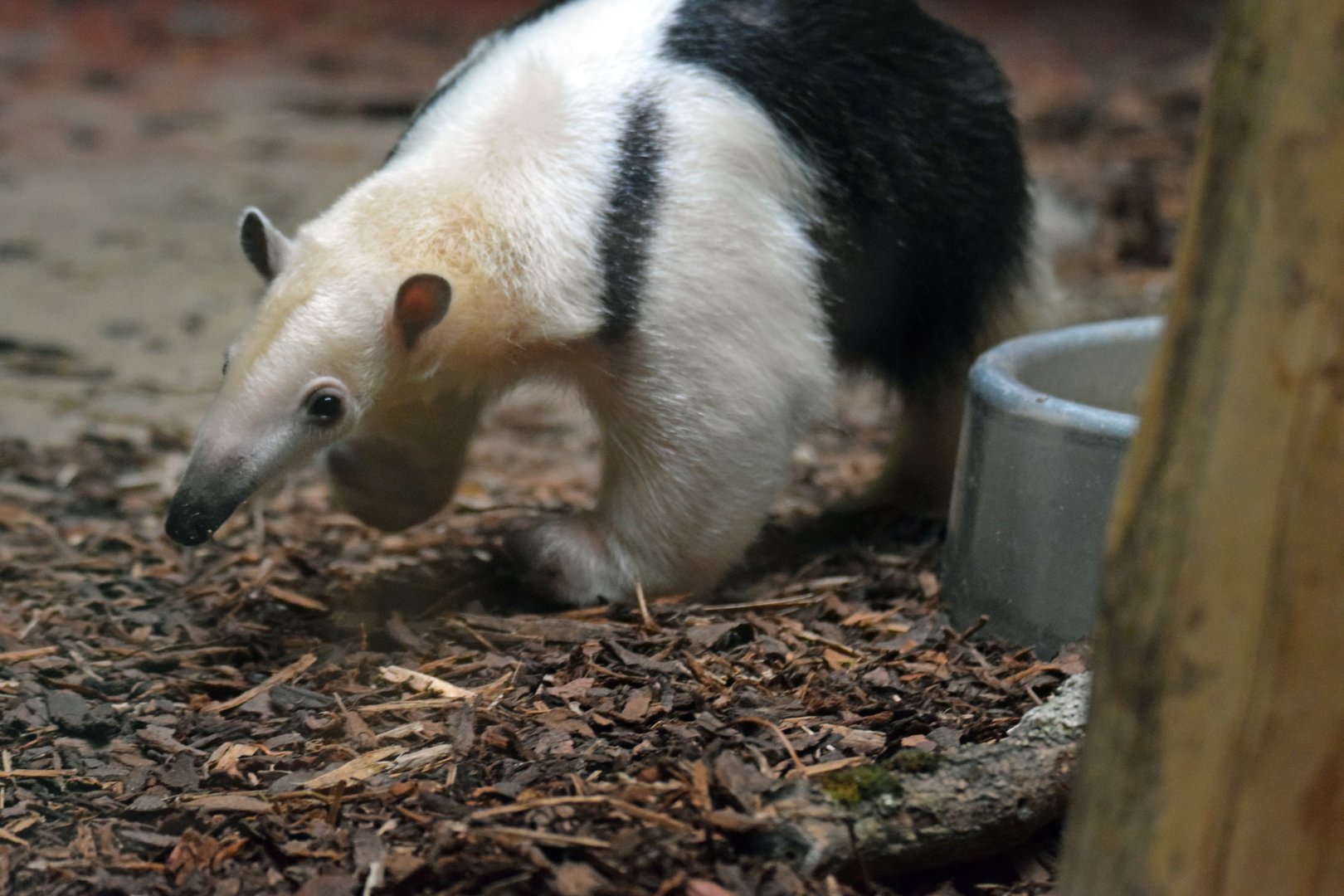 Southern tamandua, 20.10.2019