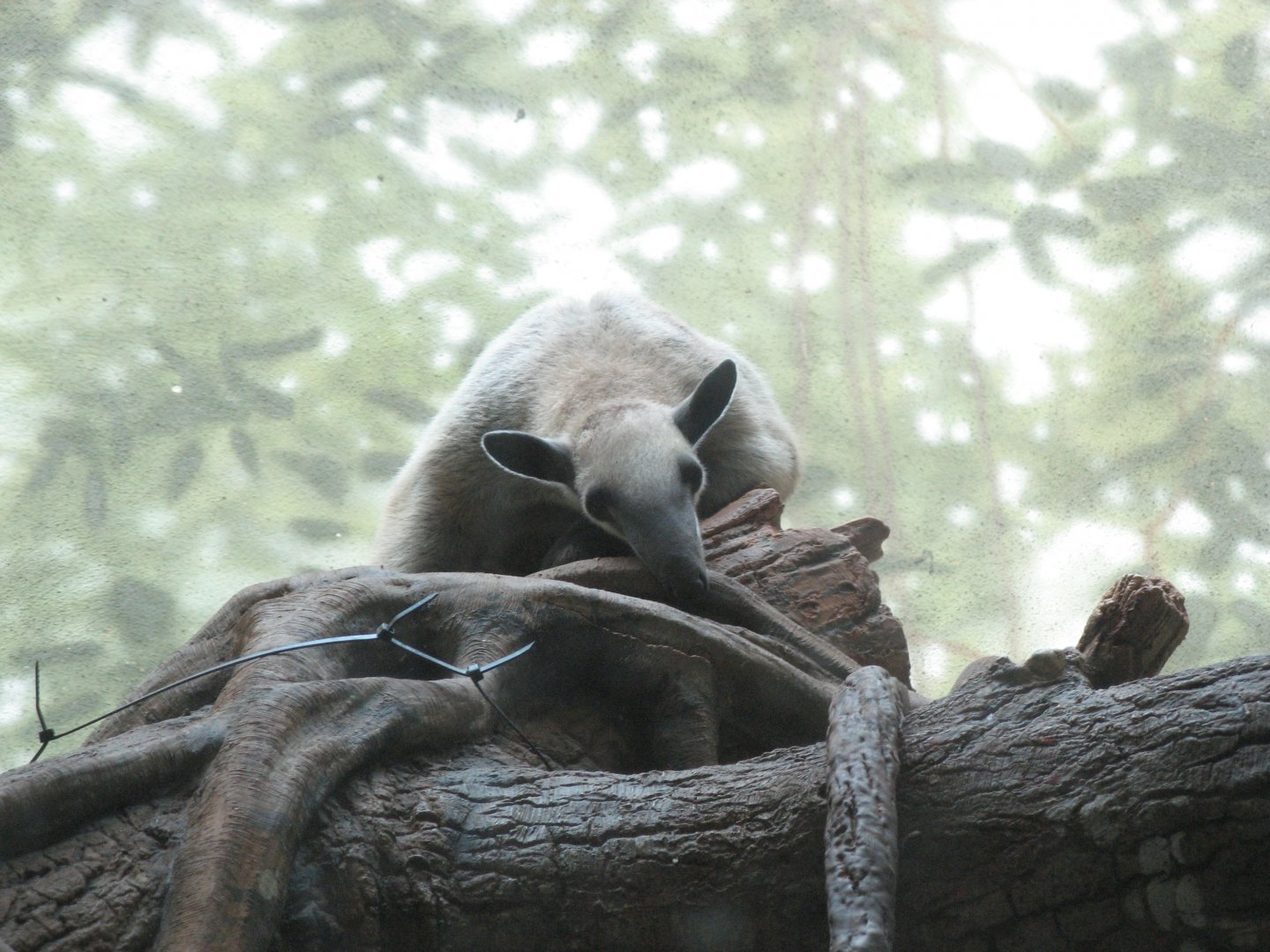 Southern Tamandua (2008)