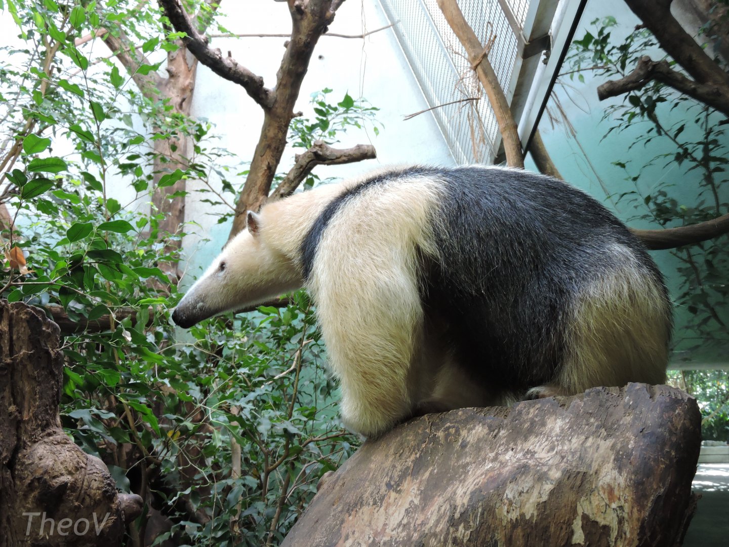 Southern tamandua [2015]