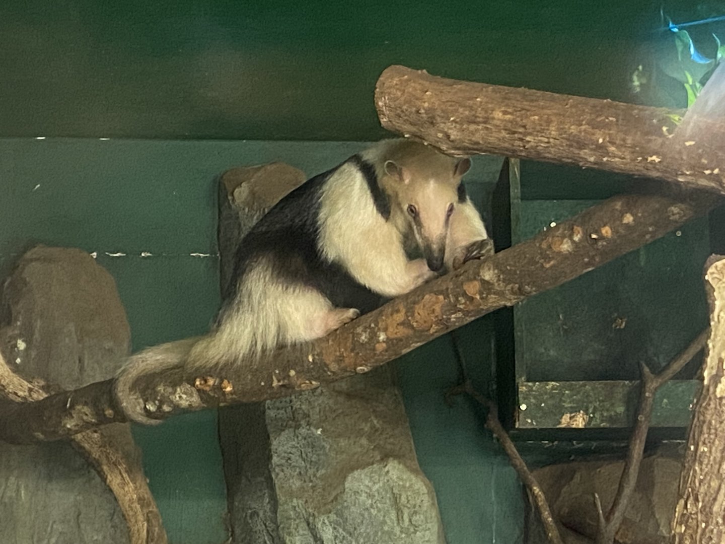 Southern tamandua 280423