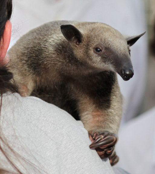 southern tamandua - 3 months